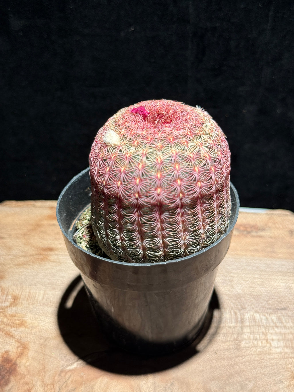 Echinocereus rigidissimus, aka Rainbow Hedgehog Cactus