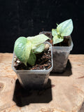Amydrium Medium Silver Variegated – Rare Silver Aroid Climber