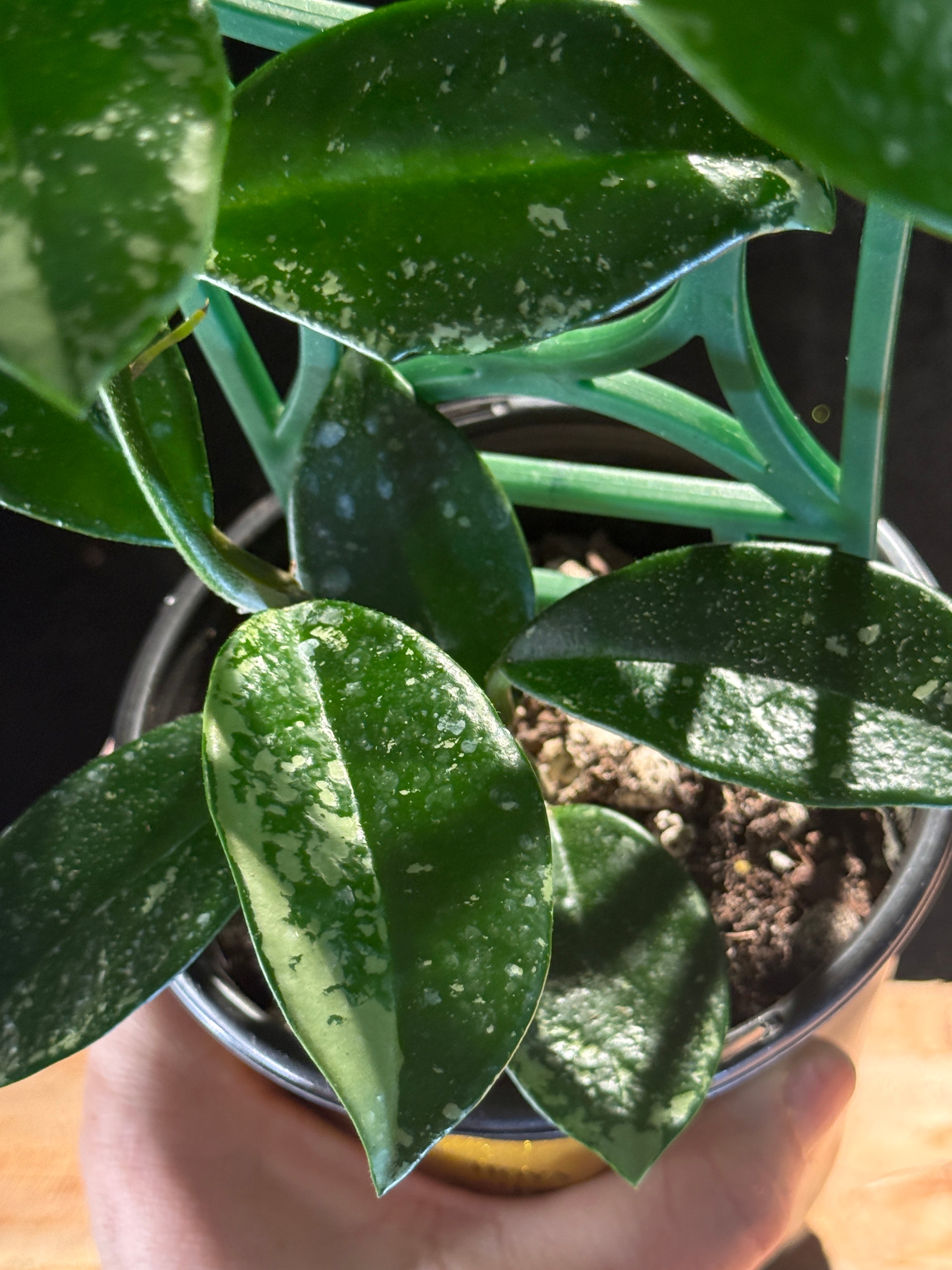 Hoya Kenejiana ‘Silver Splash’