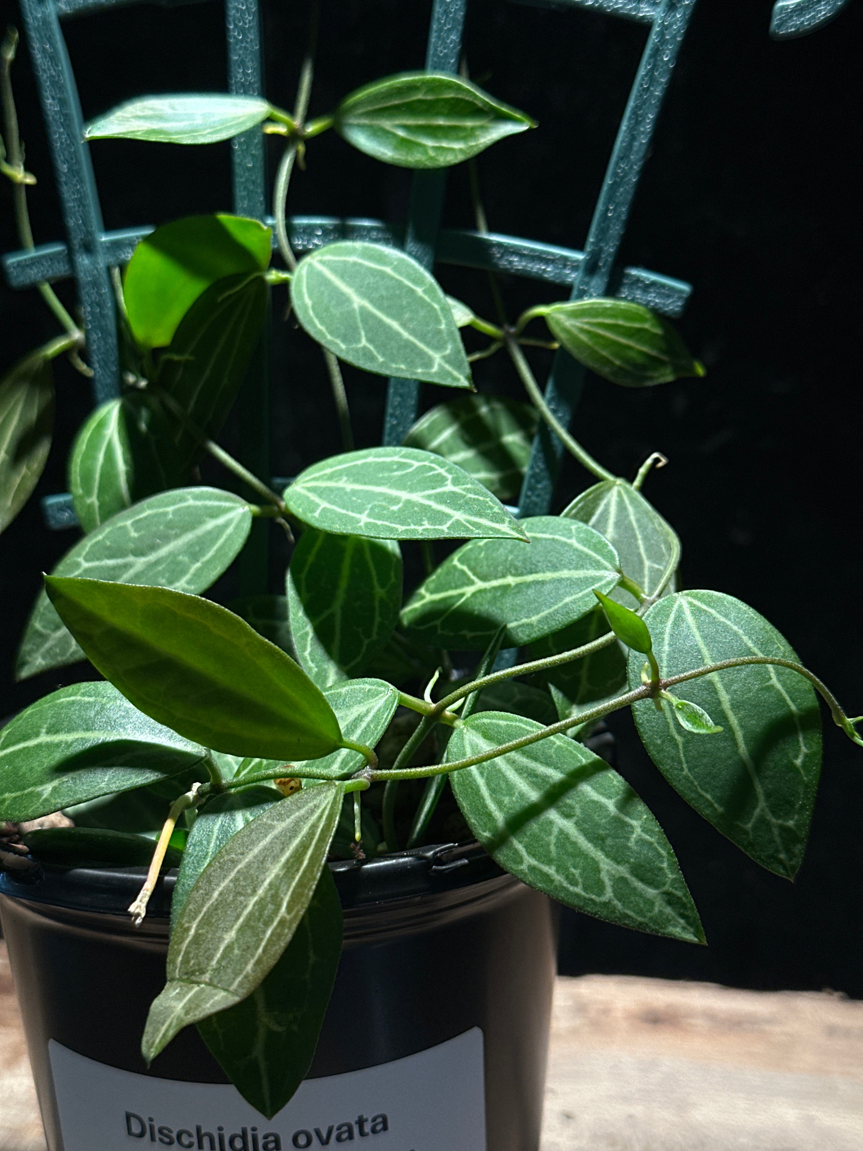 Dischidia ovata (Watermelon Vine)