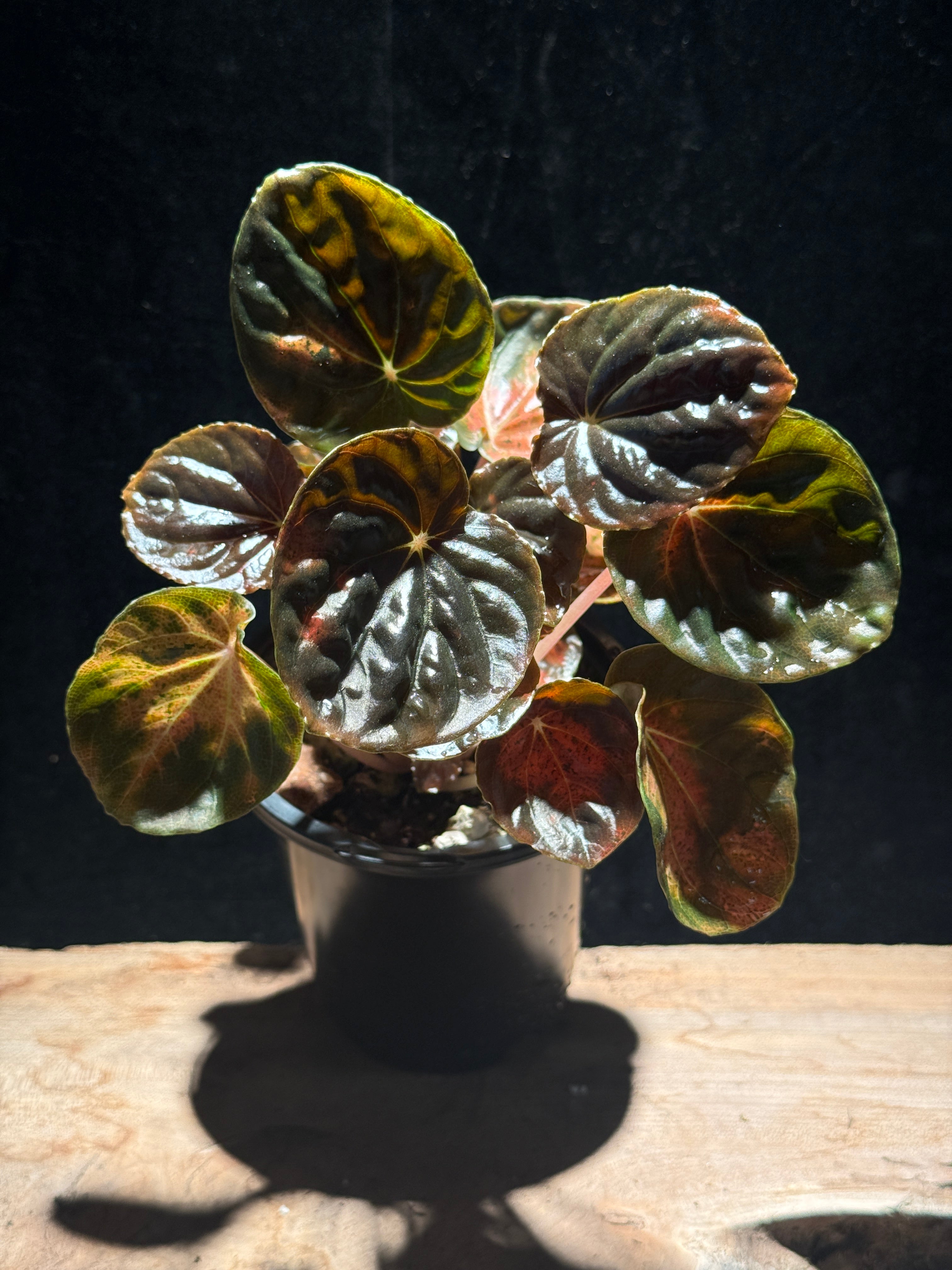 Peperomia ‘Carnival’ – Variegated Radiator Plant