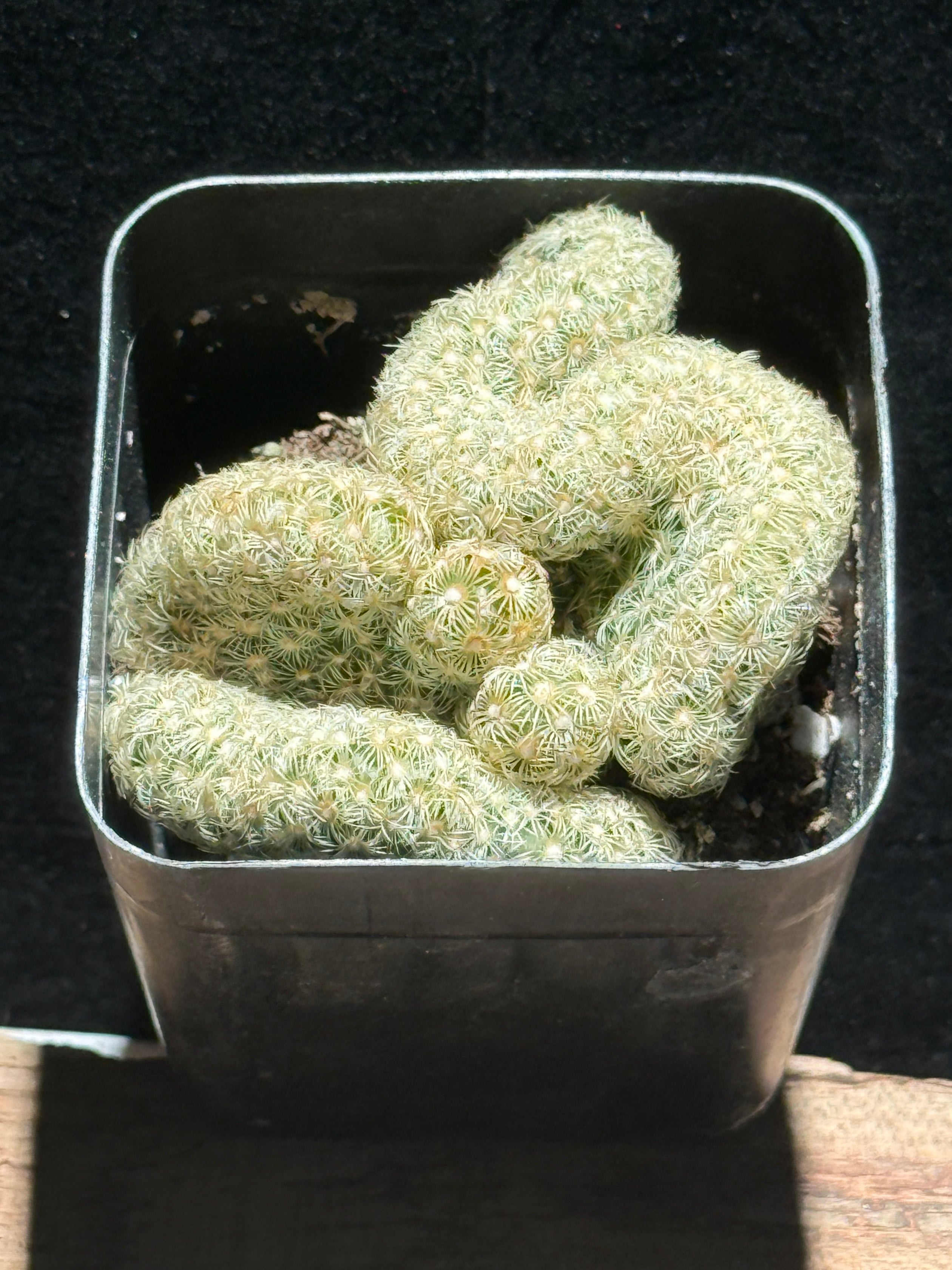 Crested Brain Cactus – Mammillaria elongata ‘Cristata’