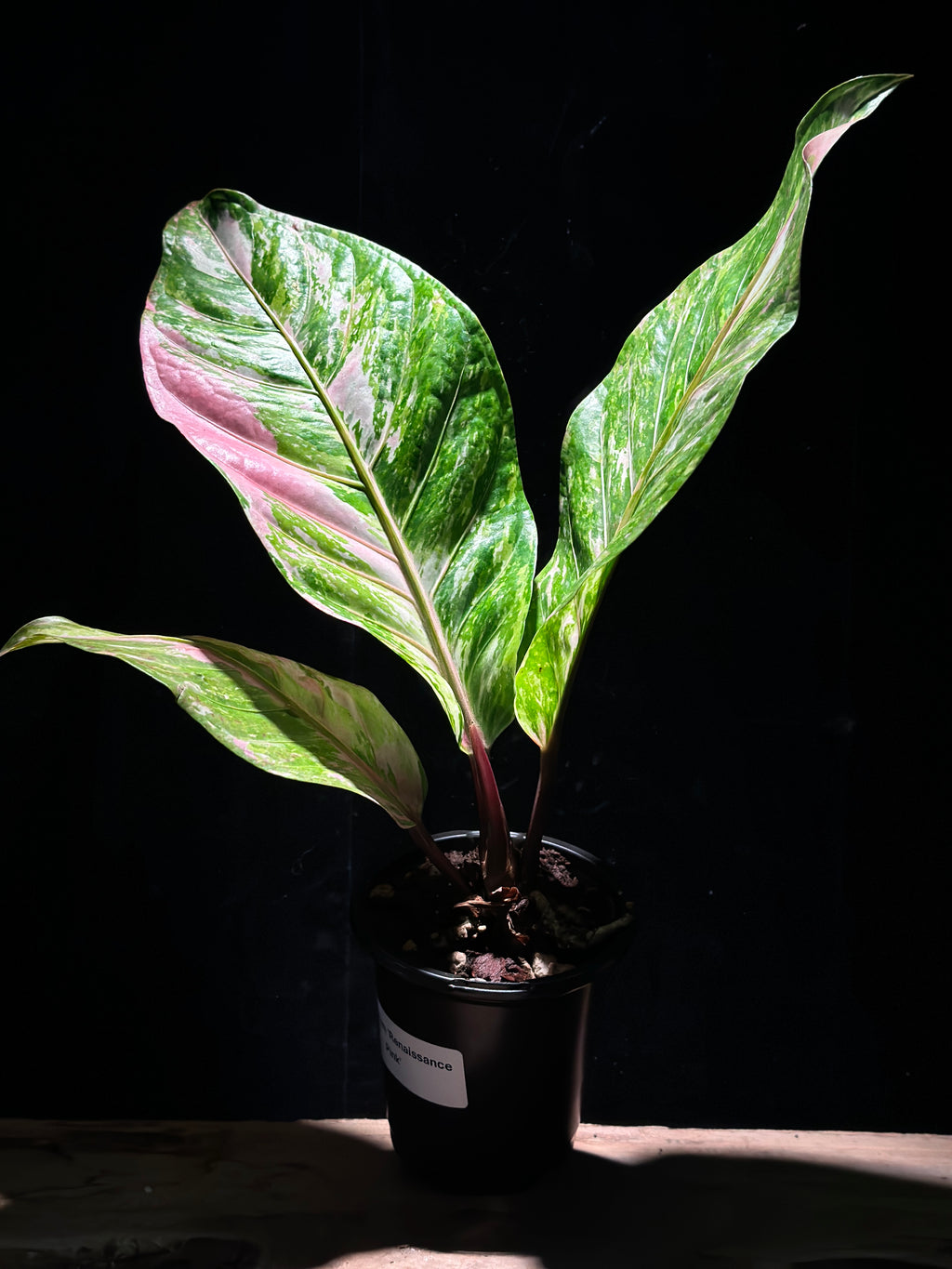 Anthurium ‘Renaissance Pink’ (not from tissue culture)