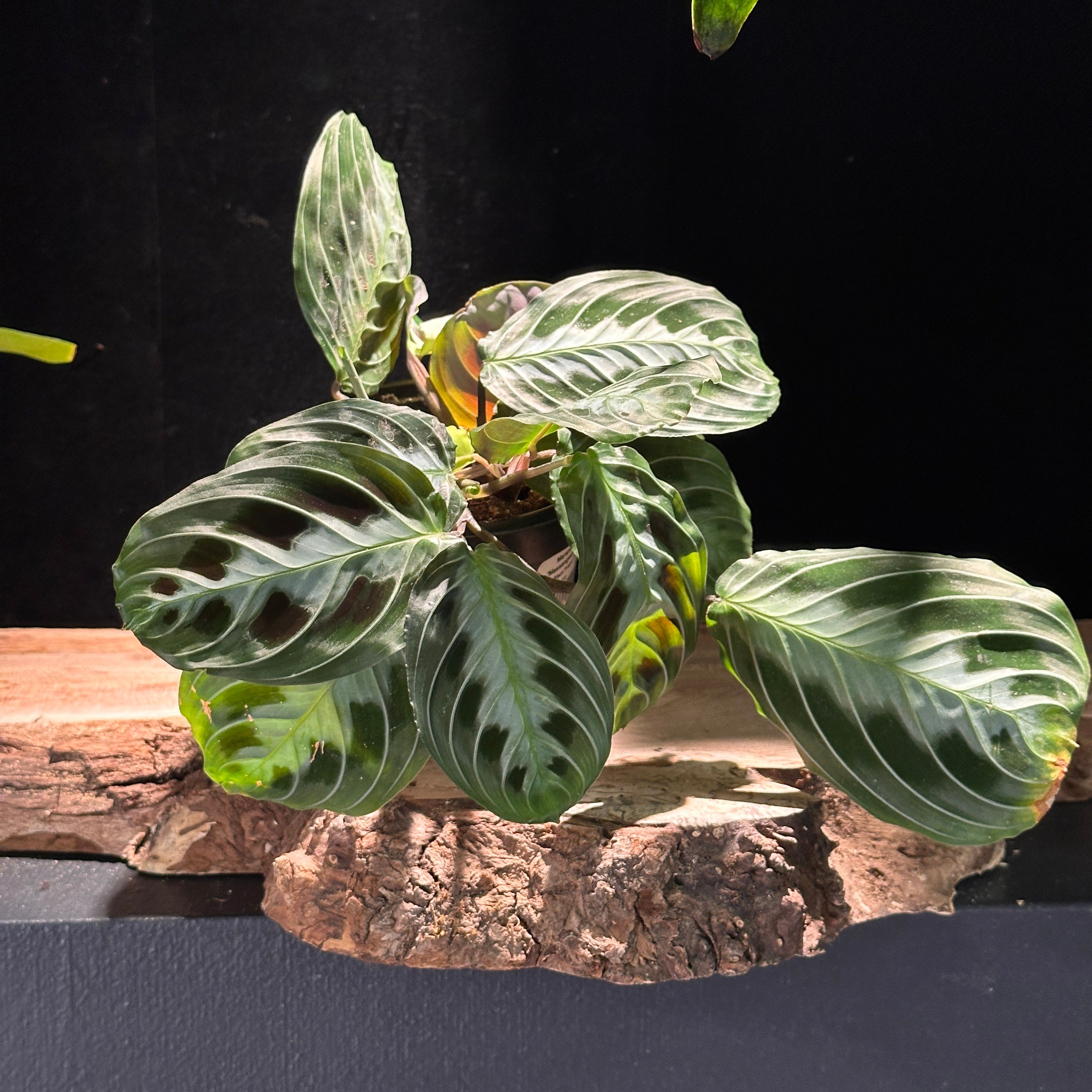 Maranta massangeana black (Prayer Plant)
