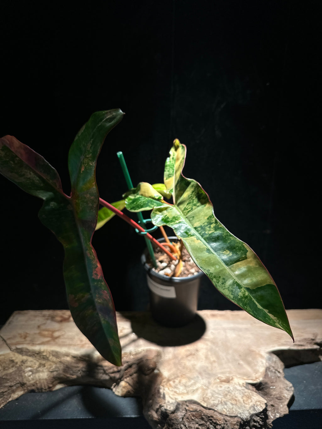 Philodendron Jennifer