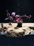 Tradescantia zebrina – Purple Zebra Inch Plant