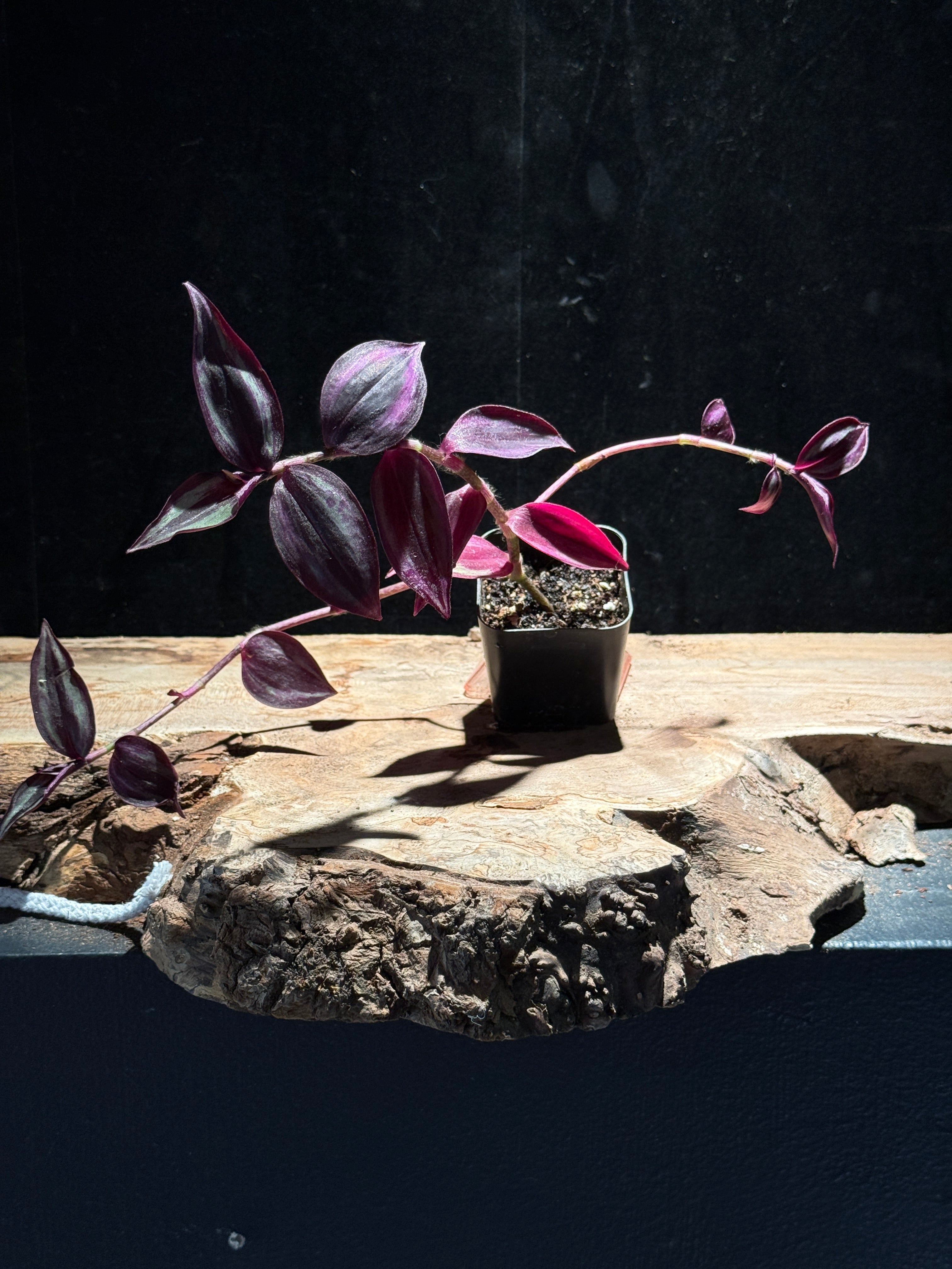 Tradescantia zebrina – Purple Zebra Inch Plant