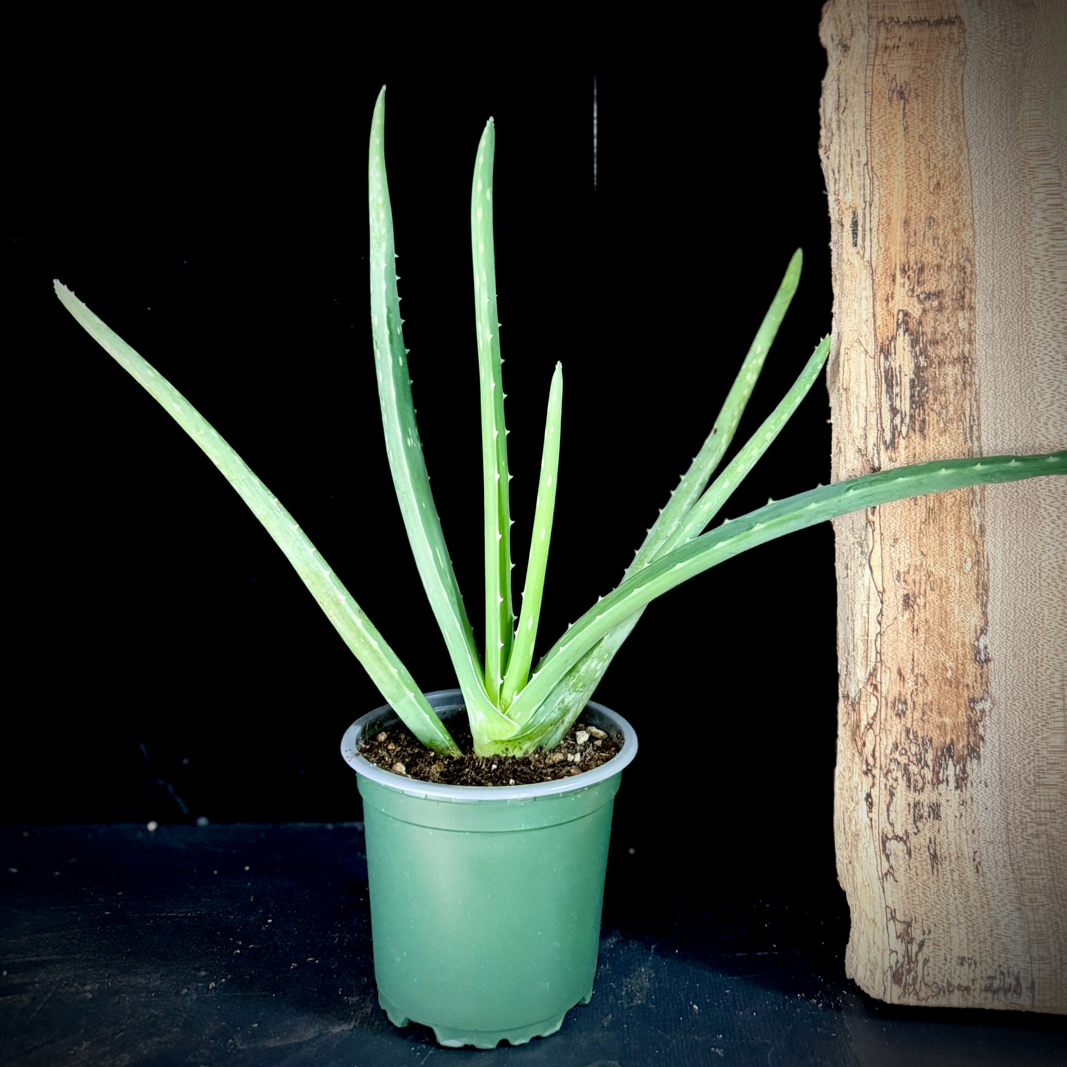 4” ALOE VERA