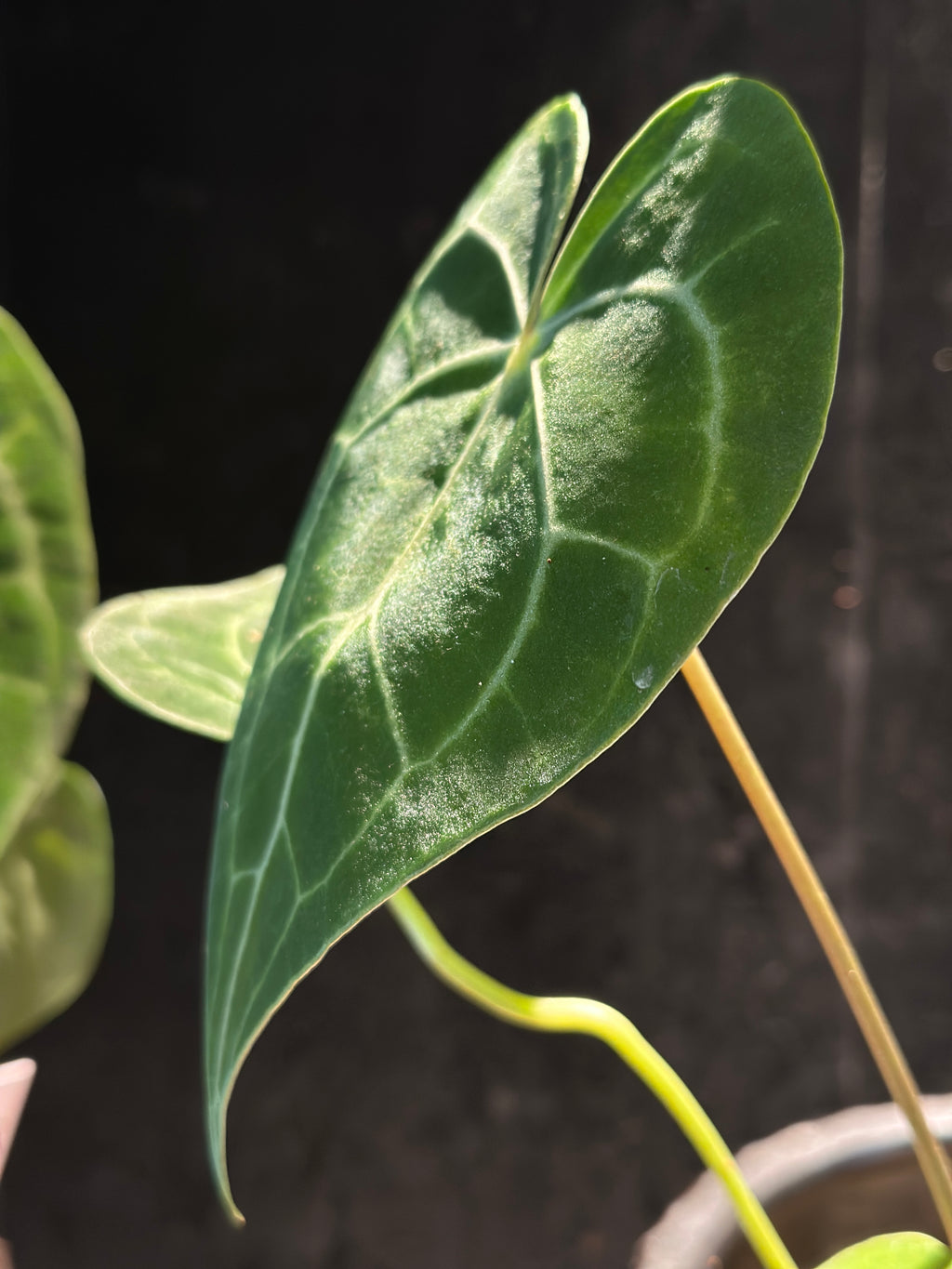 Anthurium King of Clarinervium