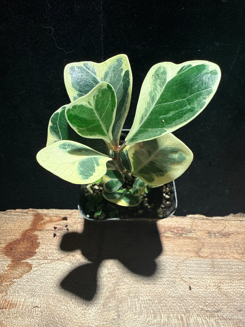 Variegated Ficus triangularis · Triangle Fig ‘Variegata’