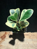 Variegated Ficus triangularis · Triangle Fig ‘Variegata’