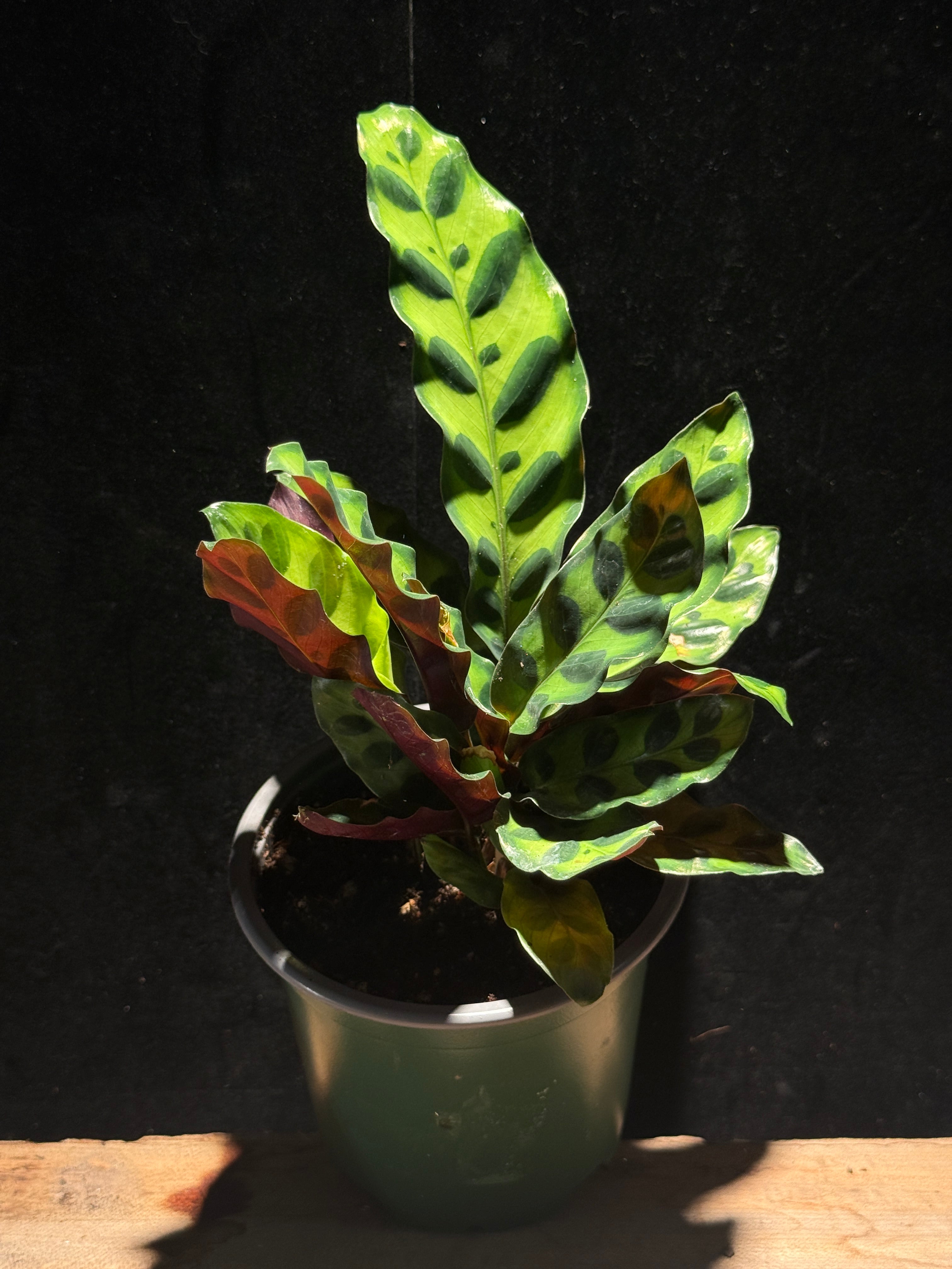 Calathea Rattlesnake