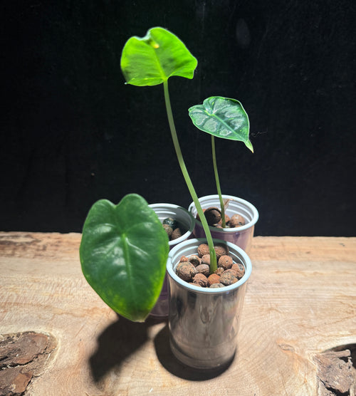 Alocasia Green Velvet (aka Non-Variegated Frydek)