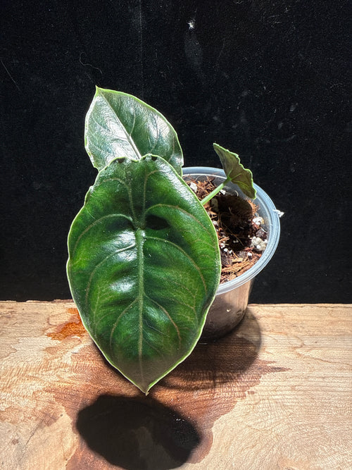 Alocasia azlanii “Red Mambo” Rare Jewel Alocasia
