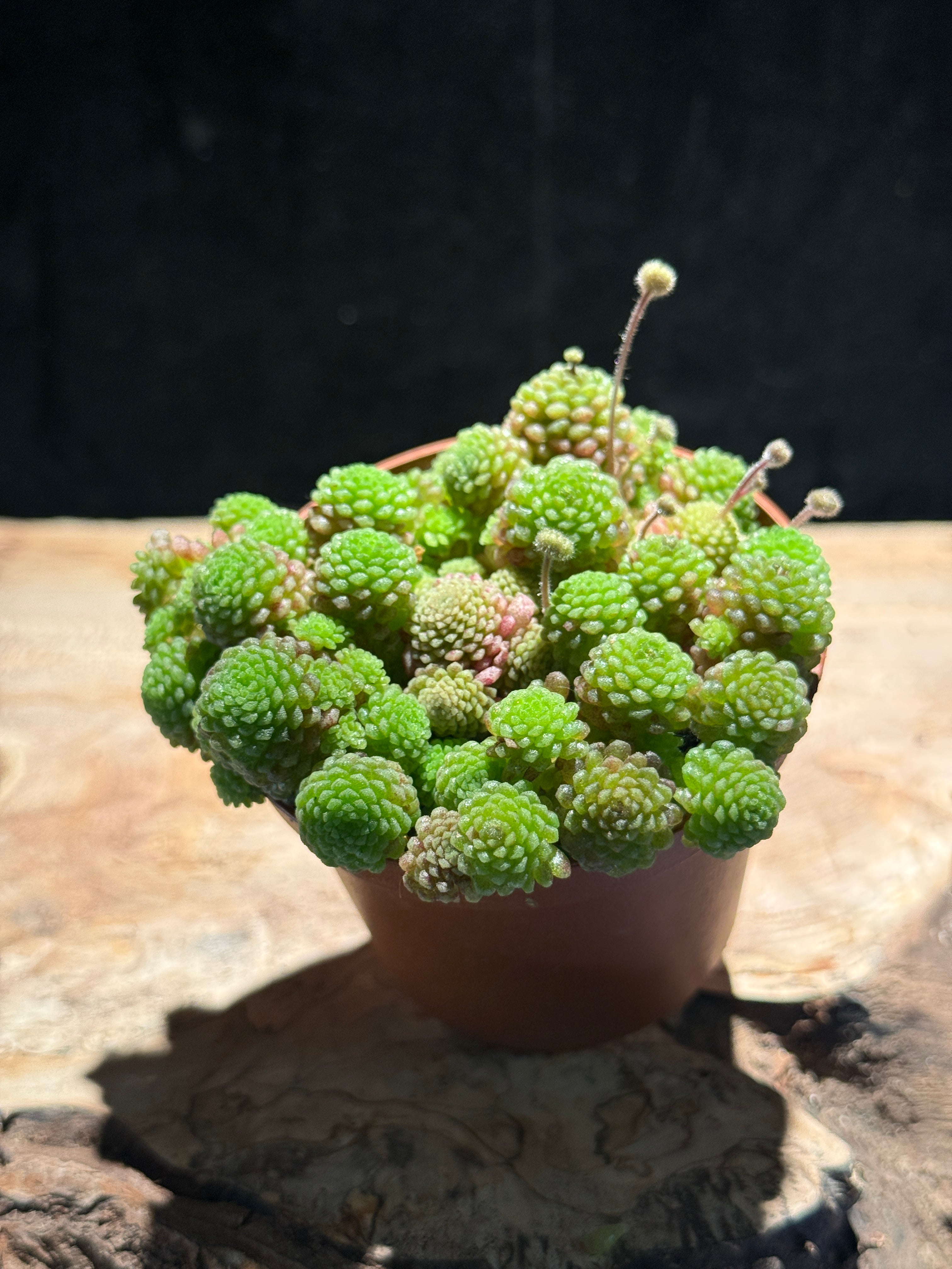 Monathes polyphylla