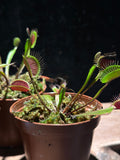 Red Venus Flytrap ‘Akai Ryu’ 3” pot
