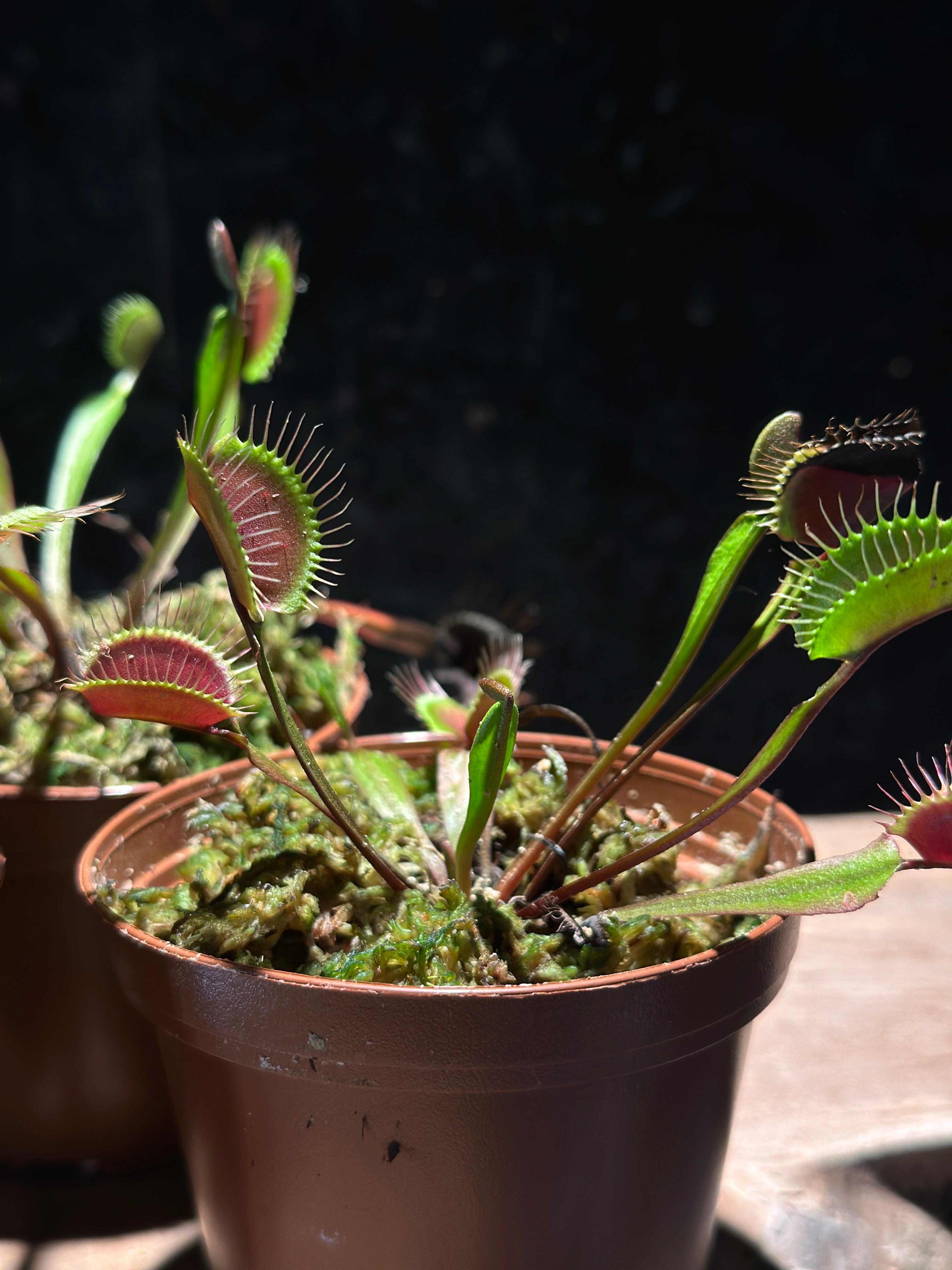 Red Venus Flytrap ‘Akai Ryu’ 3” pot