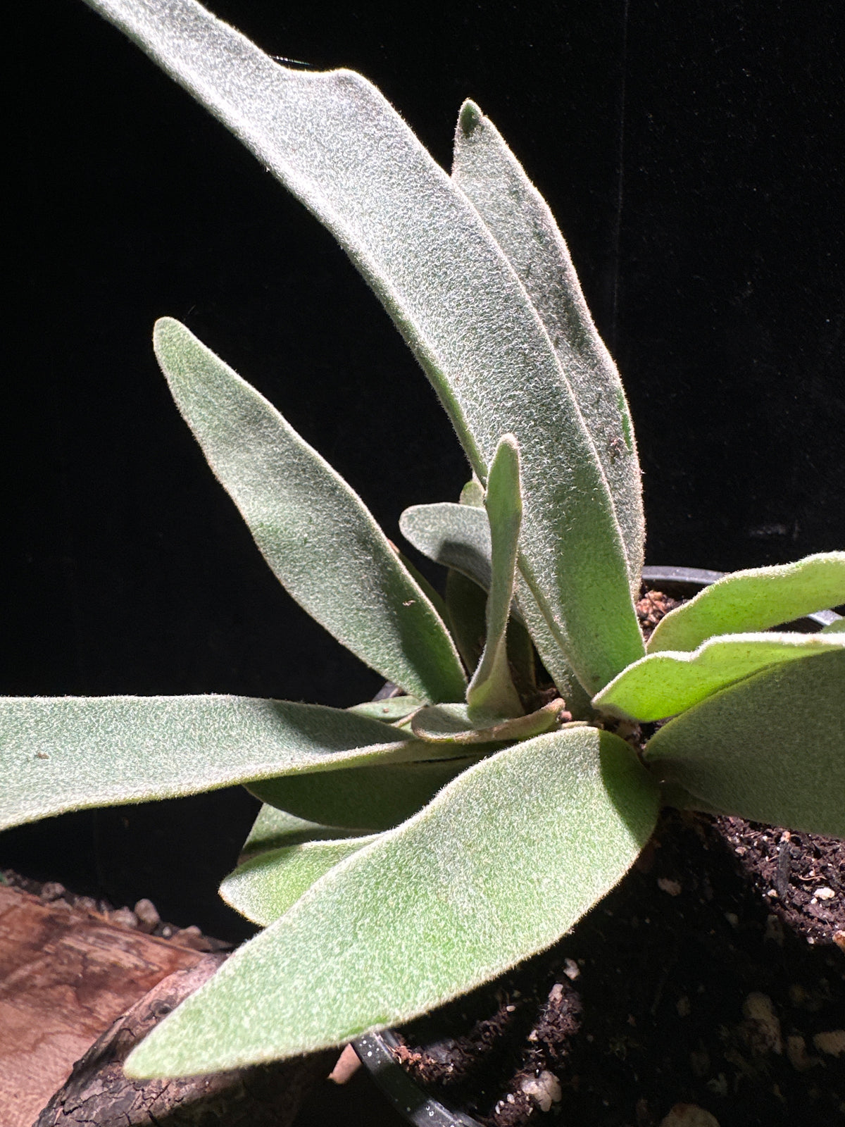 Platycerium Veitchii 4” (Silver Staghorn Fern)