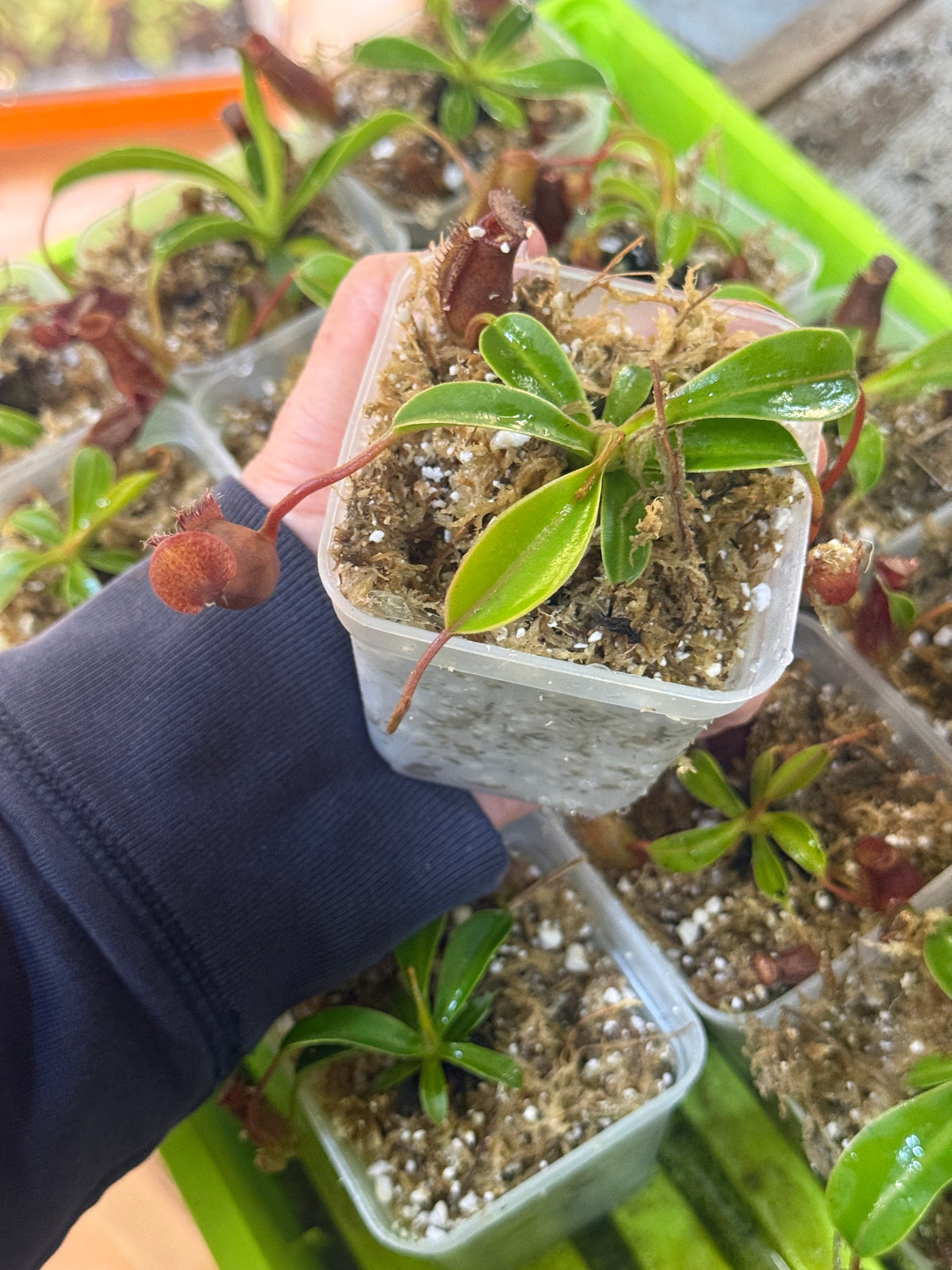 Nepenthes Lowii x Ventricosa