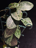 Hoya elliptica