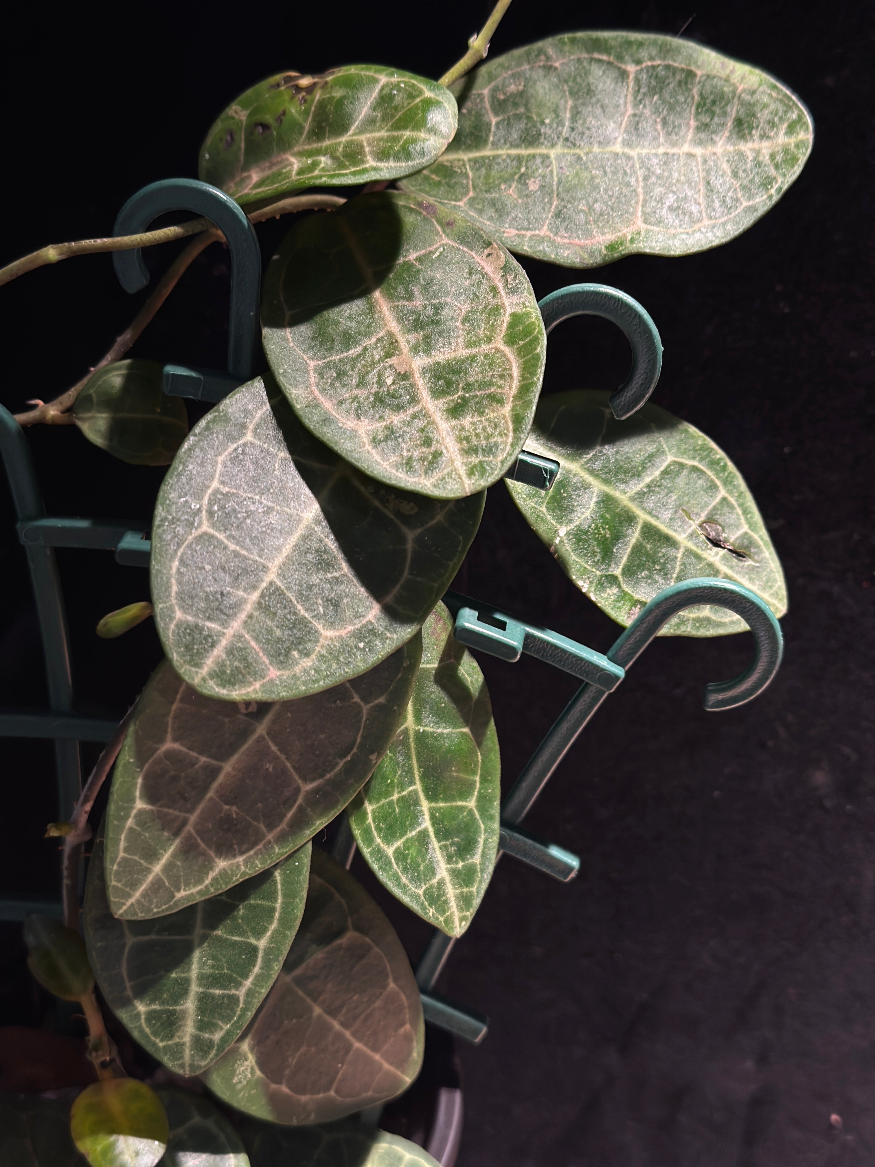 Hoya elliptica