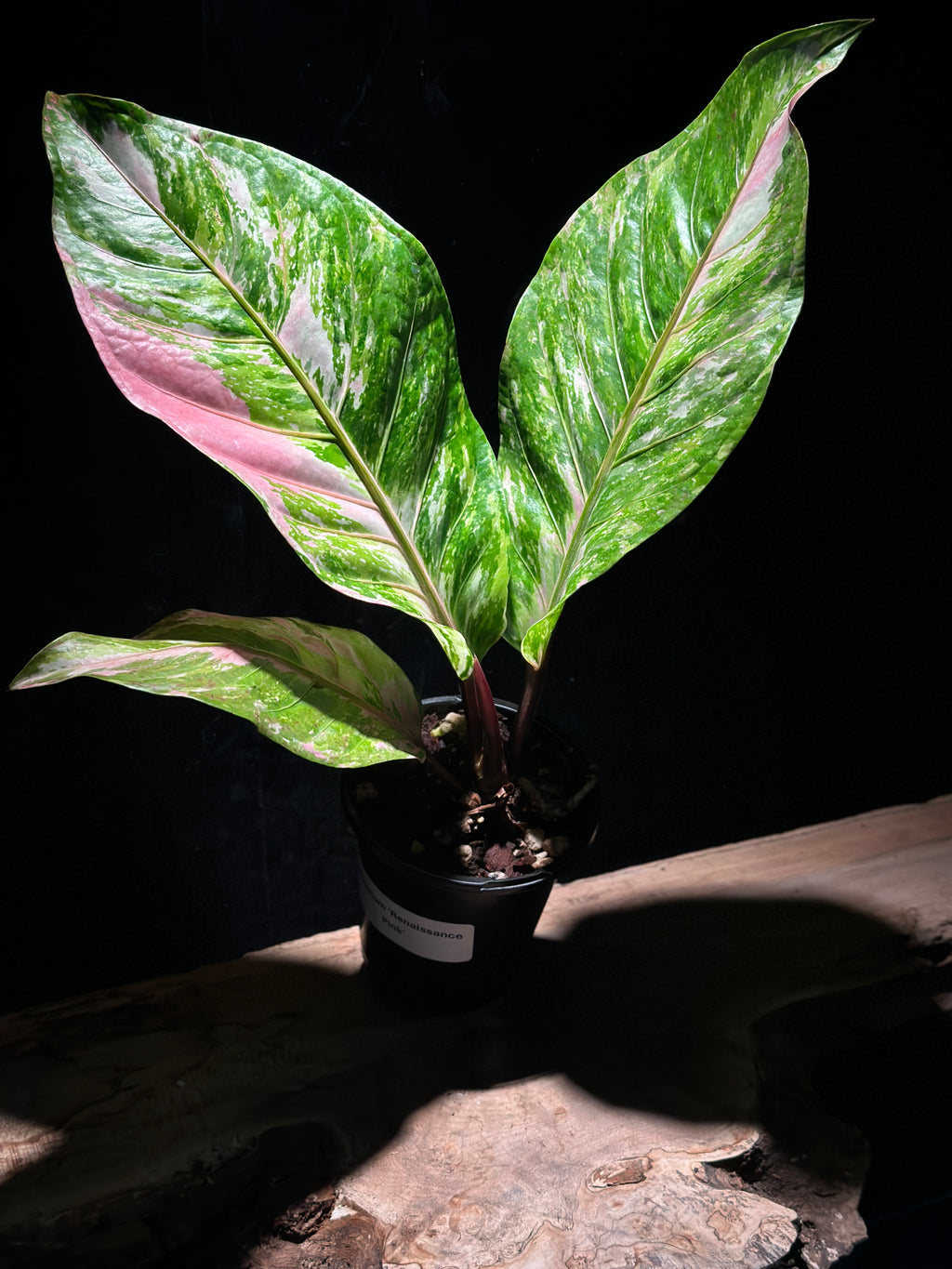 Anthurium ‘Renaissance Pink’ (not from tissue culture)