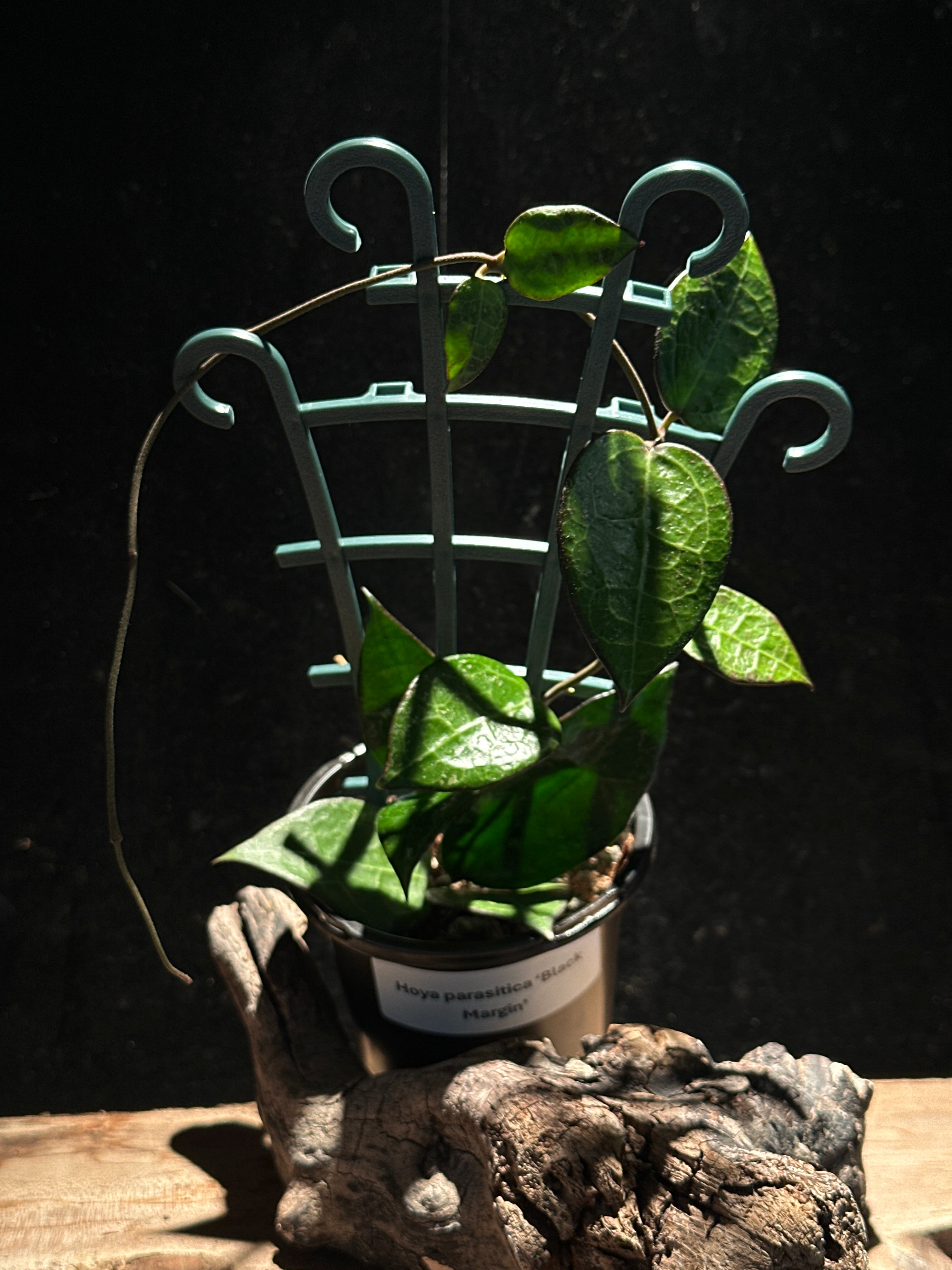 Hoya parasitica 'Black Margin'