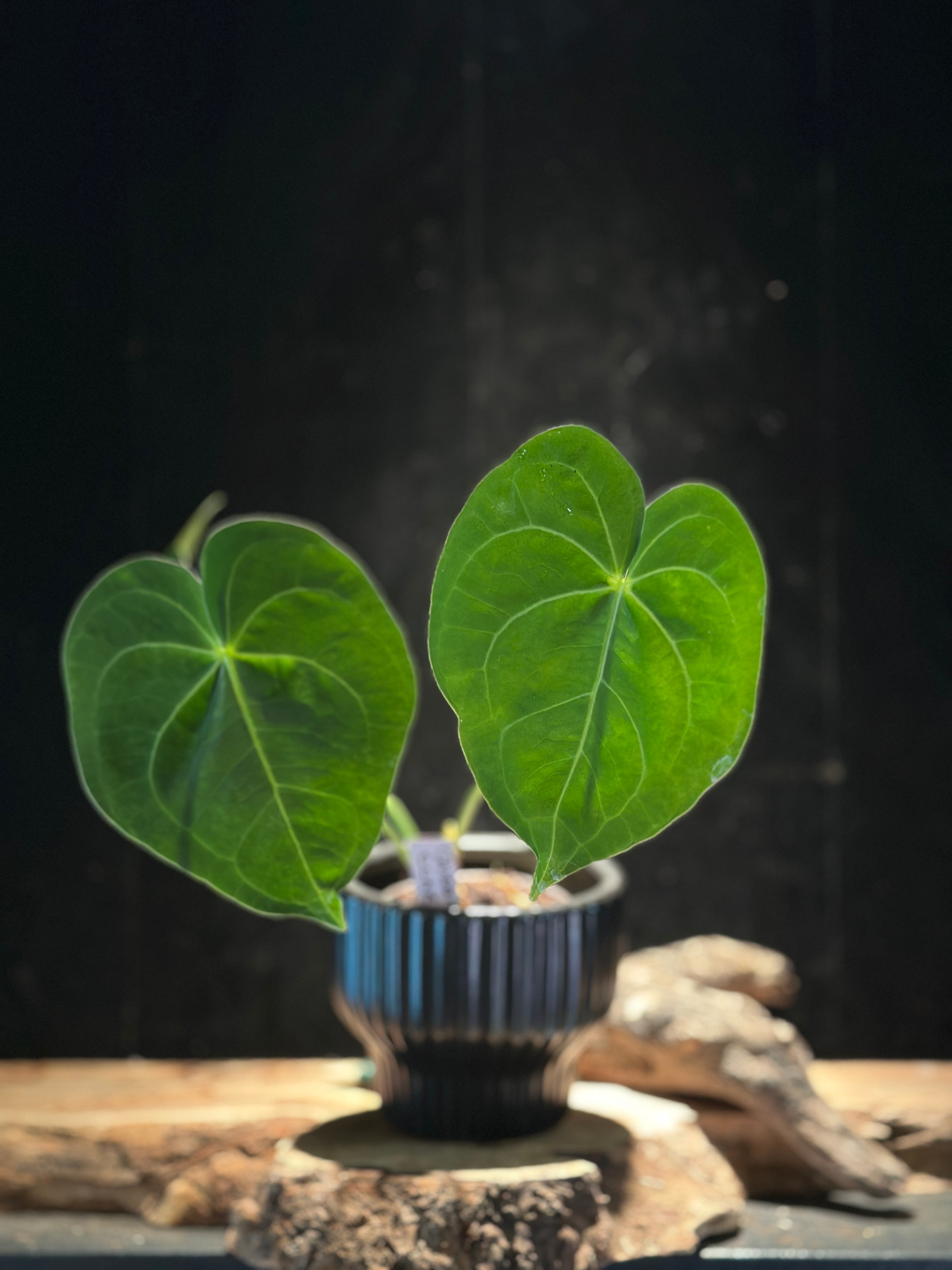 Anthurium Queen of Clarinervium