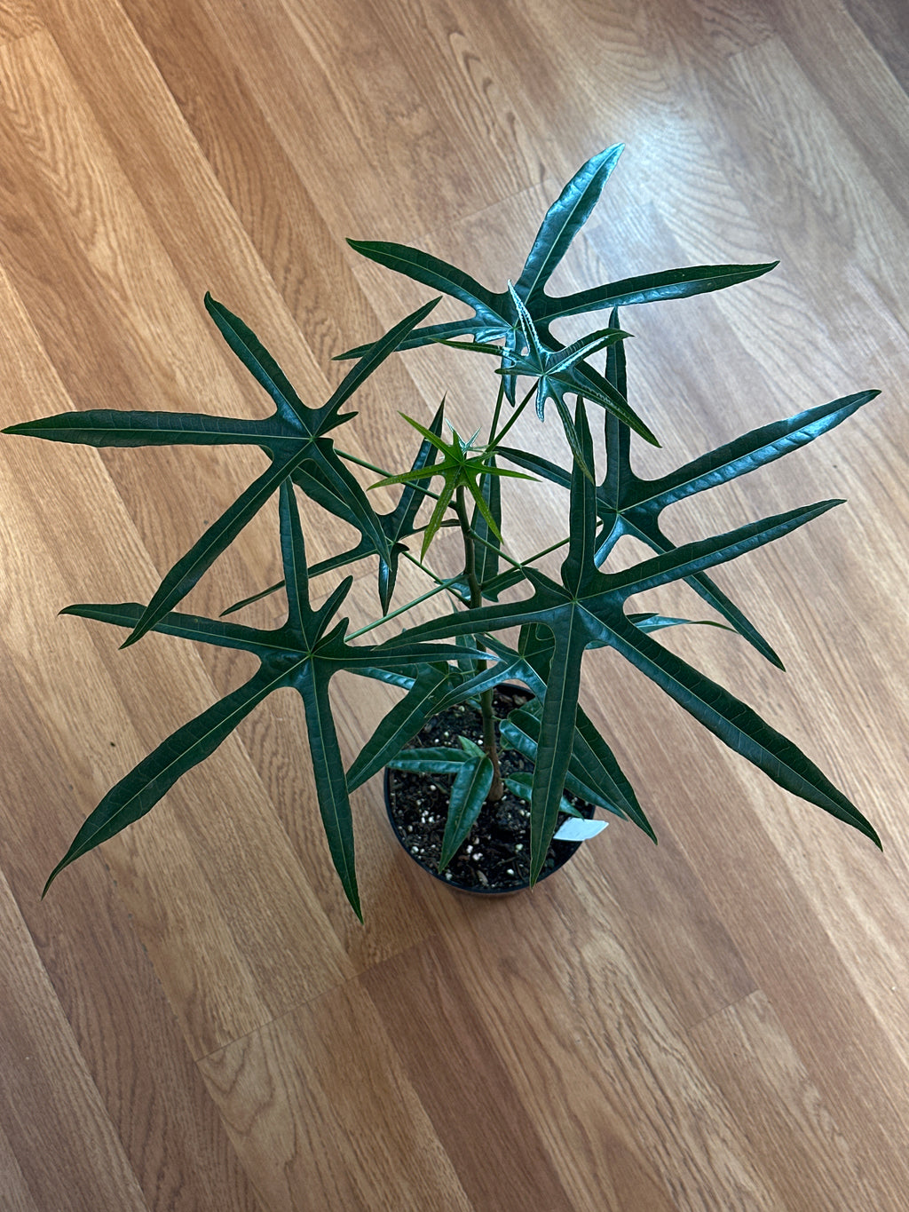 Queensland Bottle Tree - Brachychiton rupestris hybrid 6"