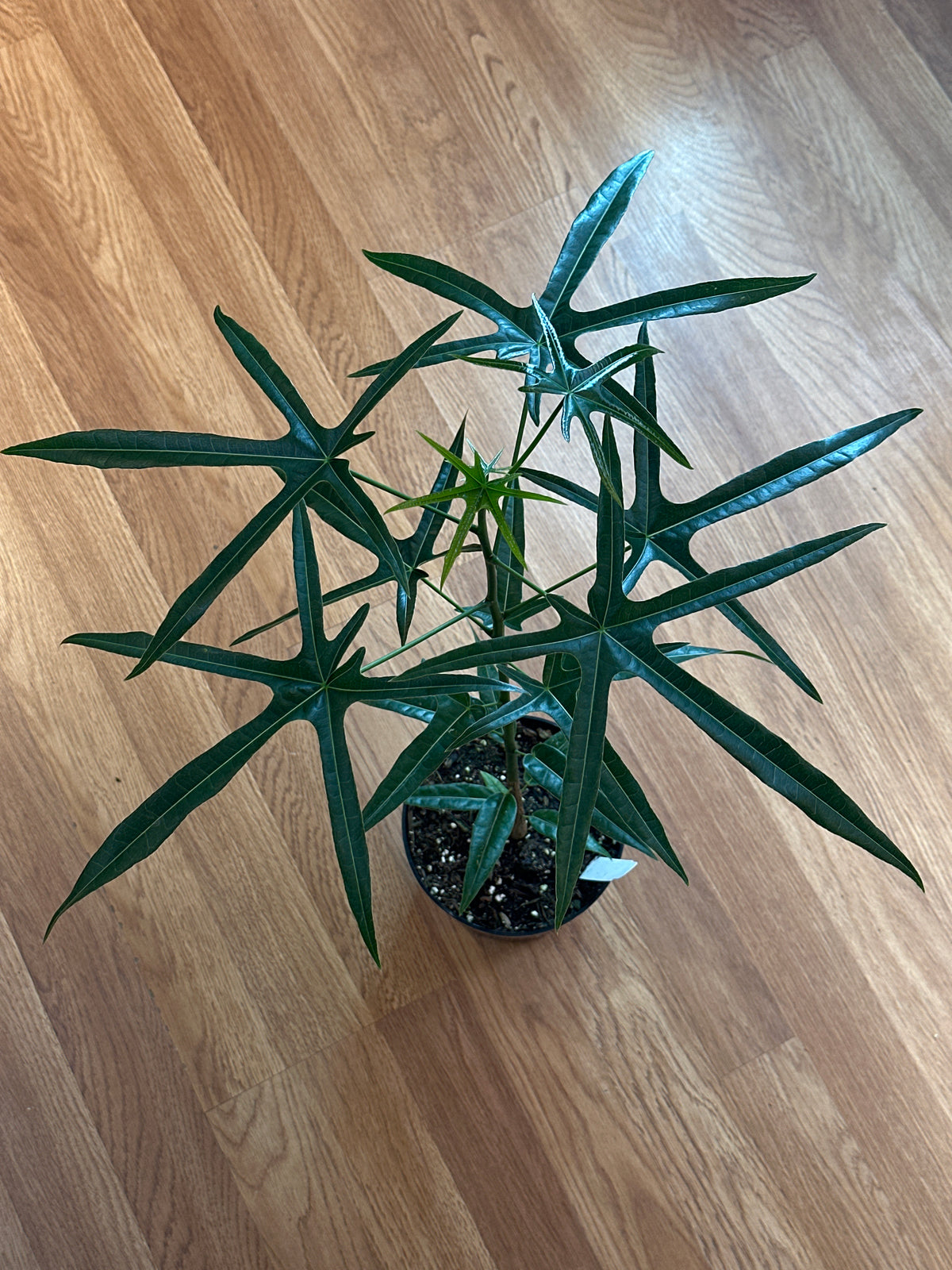 Queensland Bottle Tree - Brachychiton rupestris hybrid 6"