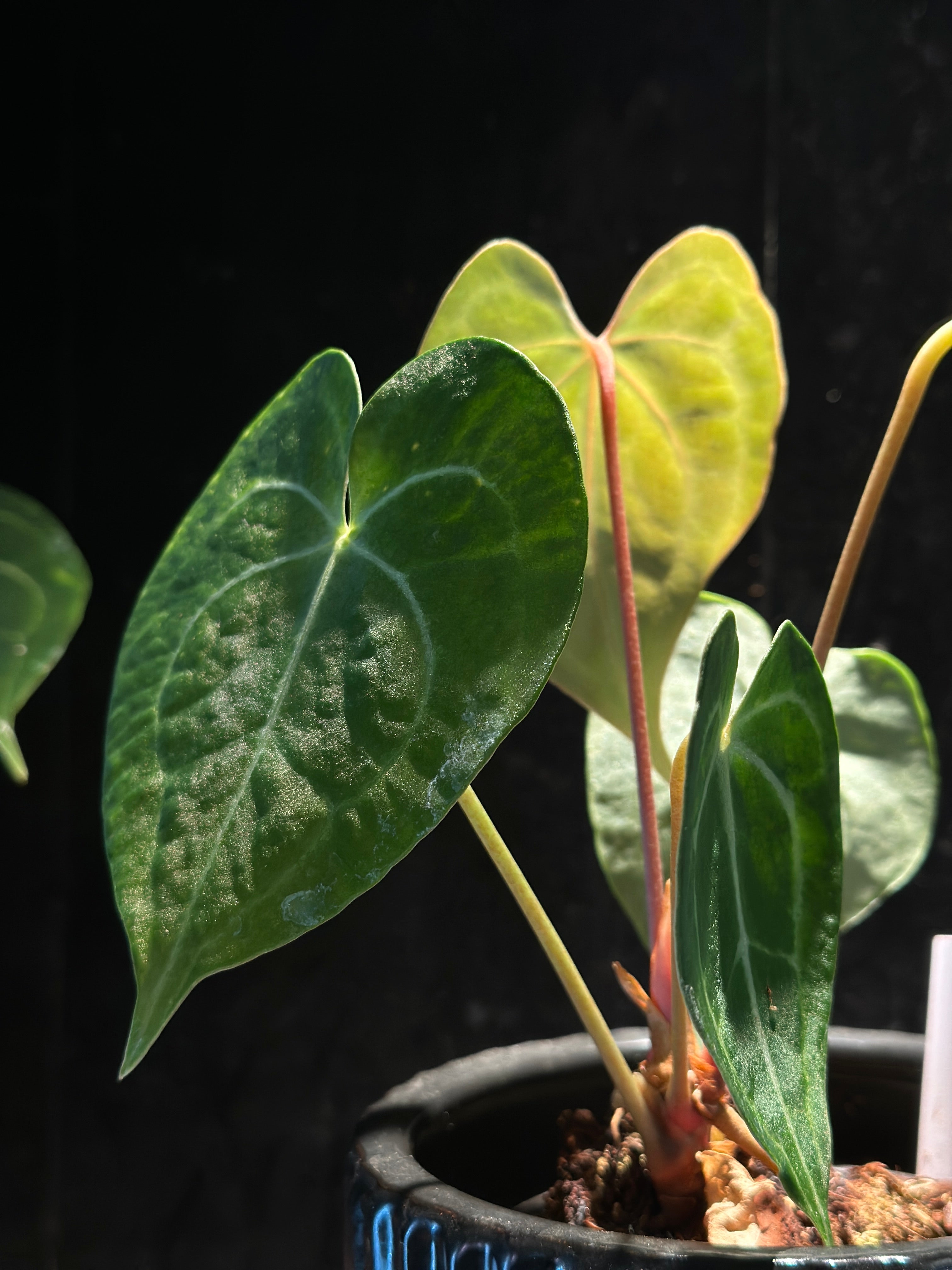 Anthurium King of Clarinervium