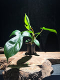 Philodendron Florida Green Beauty – Lobed Climbing Philodendron