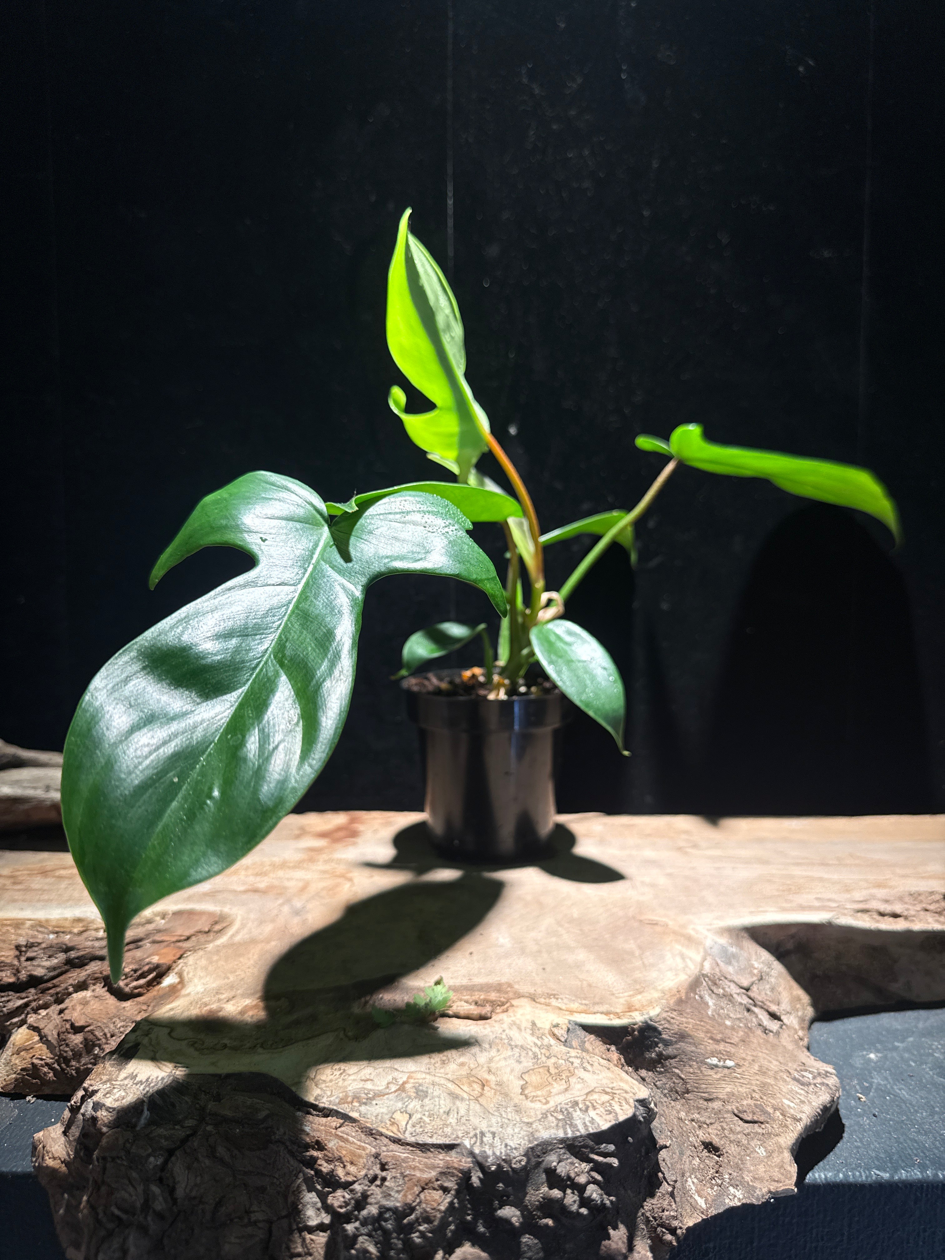 Philodendron Florida Green Beauty – Lobed Climbing Philodendron