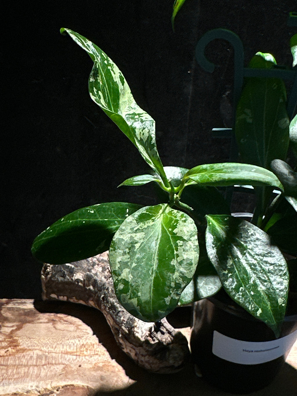 Hoya nicholsoniae