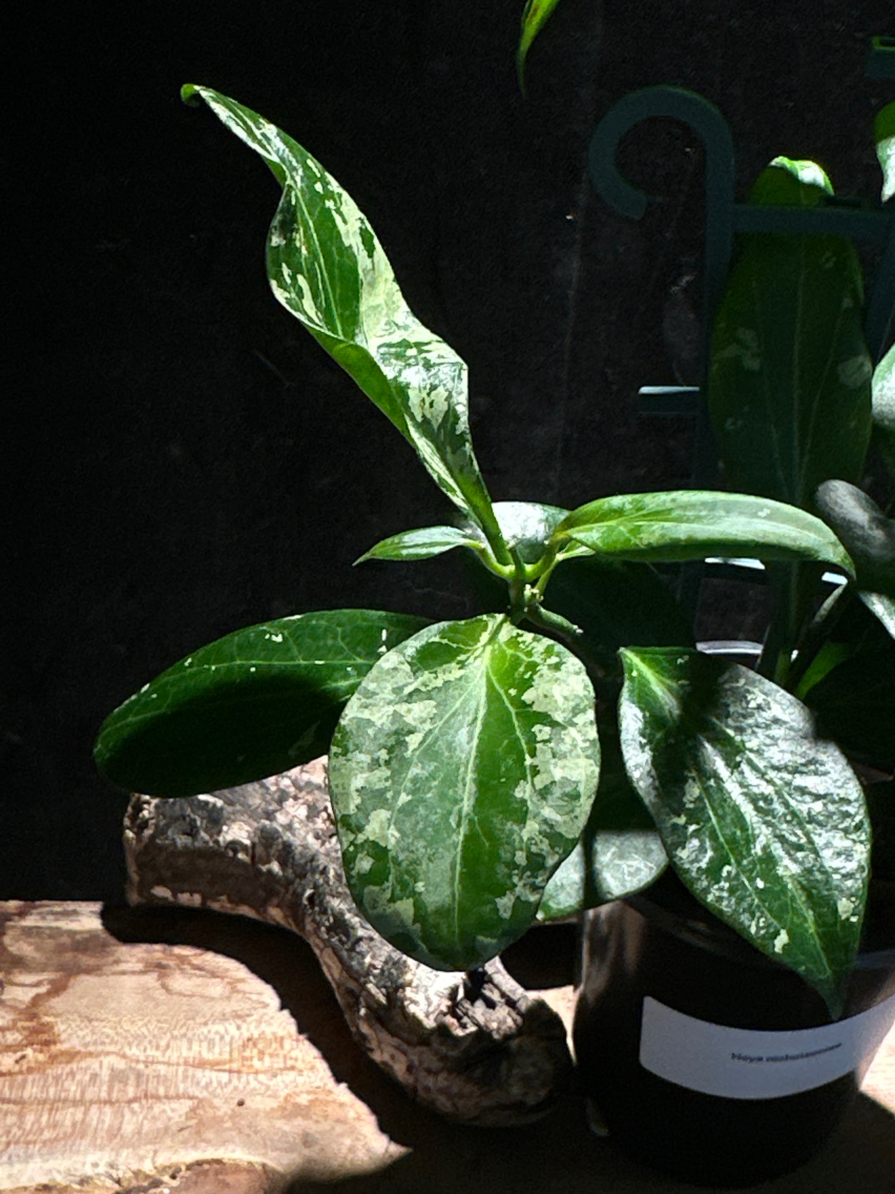 Hoya nicholsoniae