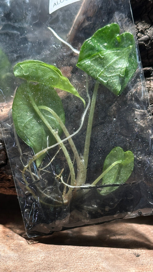 Alocasia 'Shattered Glass'
