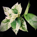 Epipremnum Aureum ‘Snow Queen’