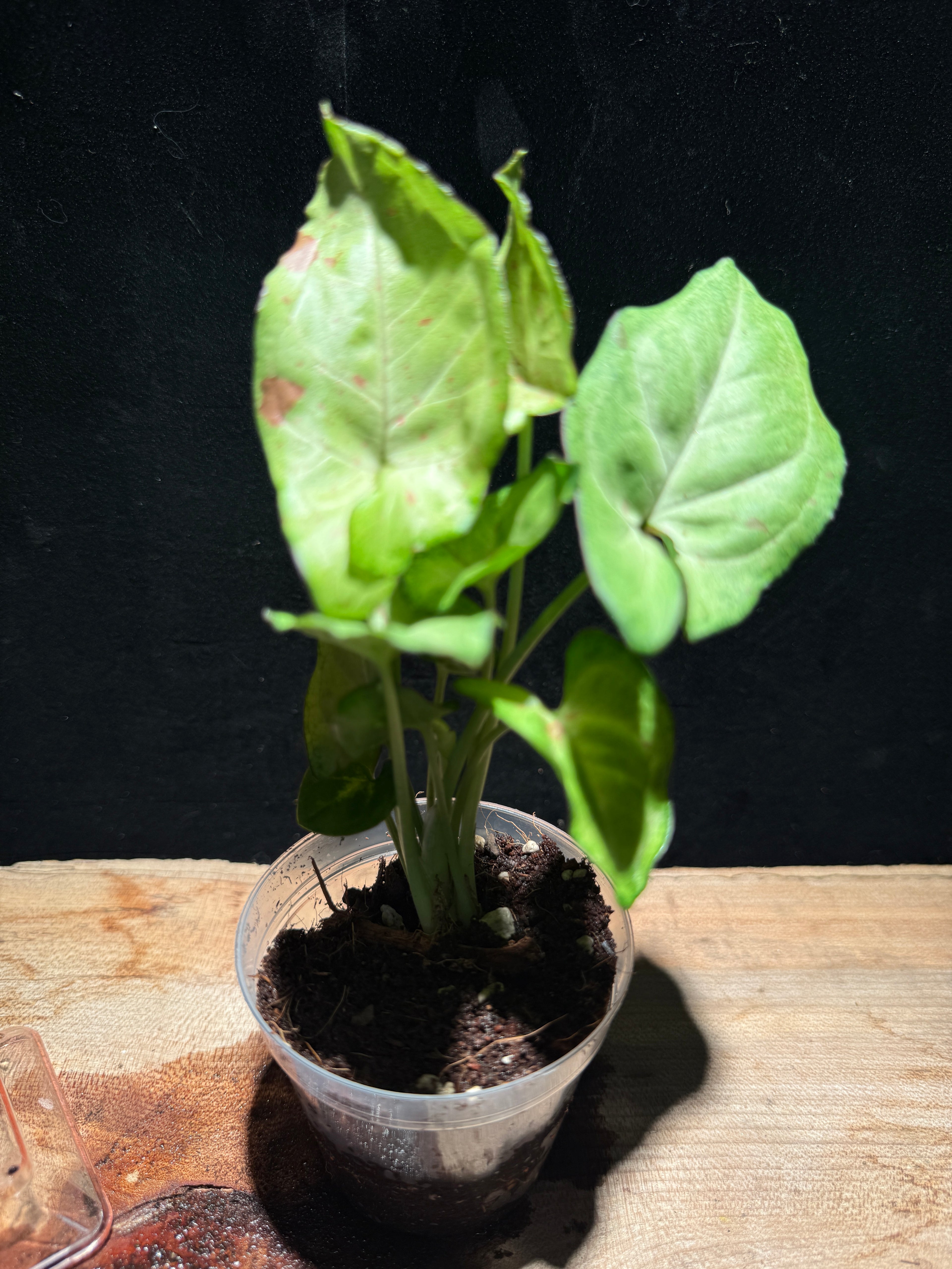 Syngonium ‘Milk Confetti’