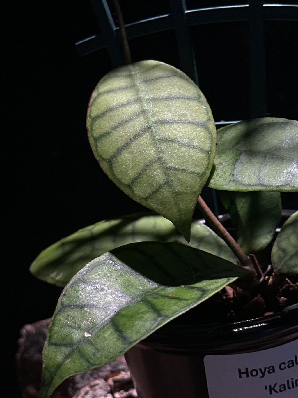 Hoya callistophyila ‘Kalimantan’