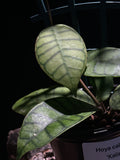 Hoya callistophyila ‘Kalimantan’