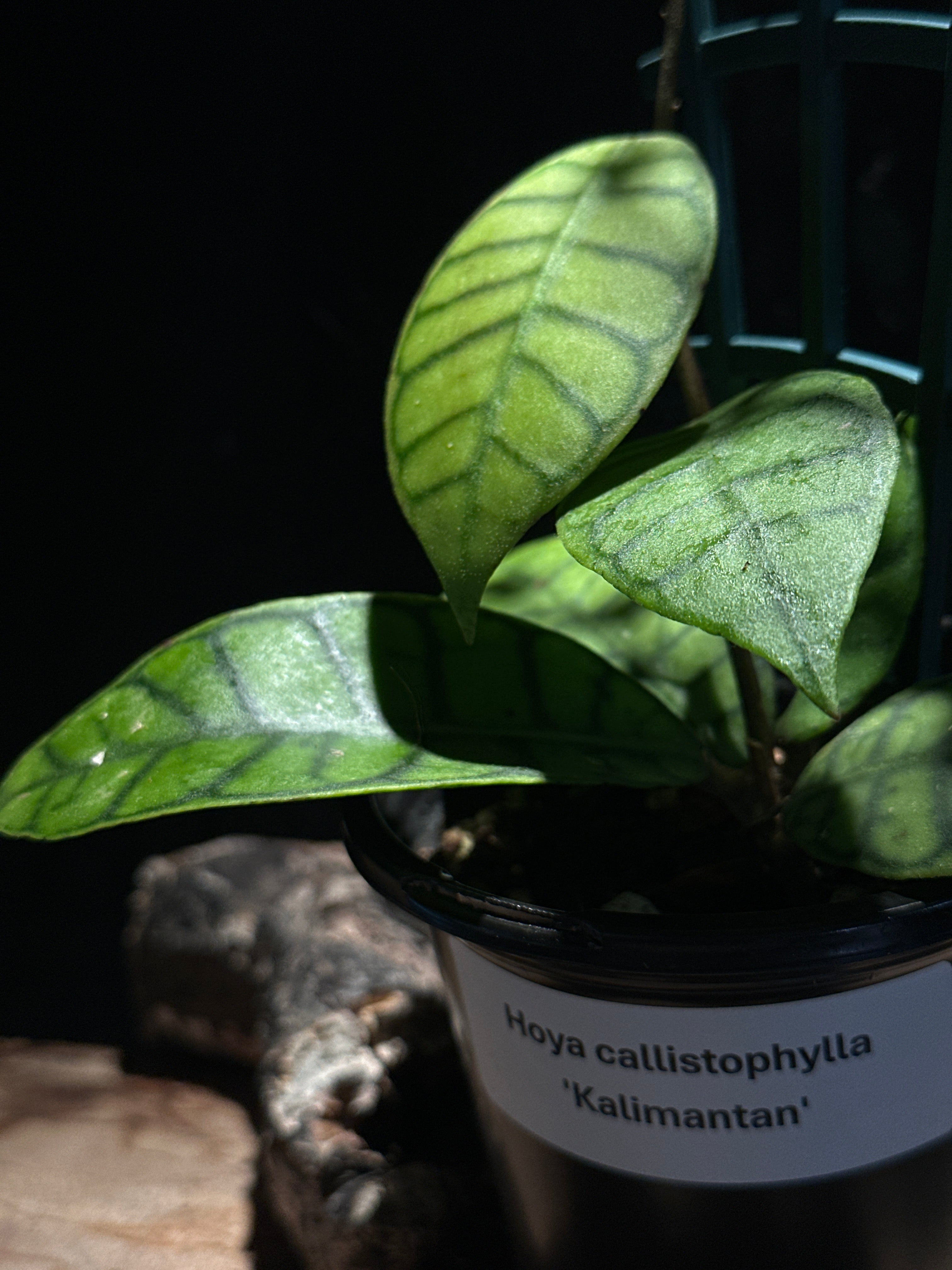 Hoya callistophyila ‘Kalimantan’