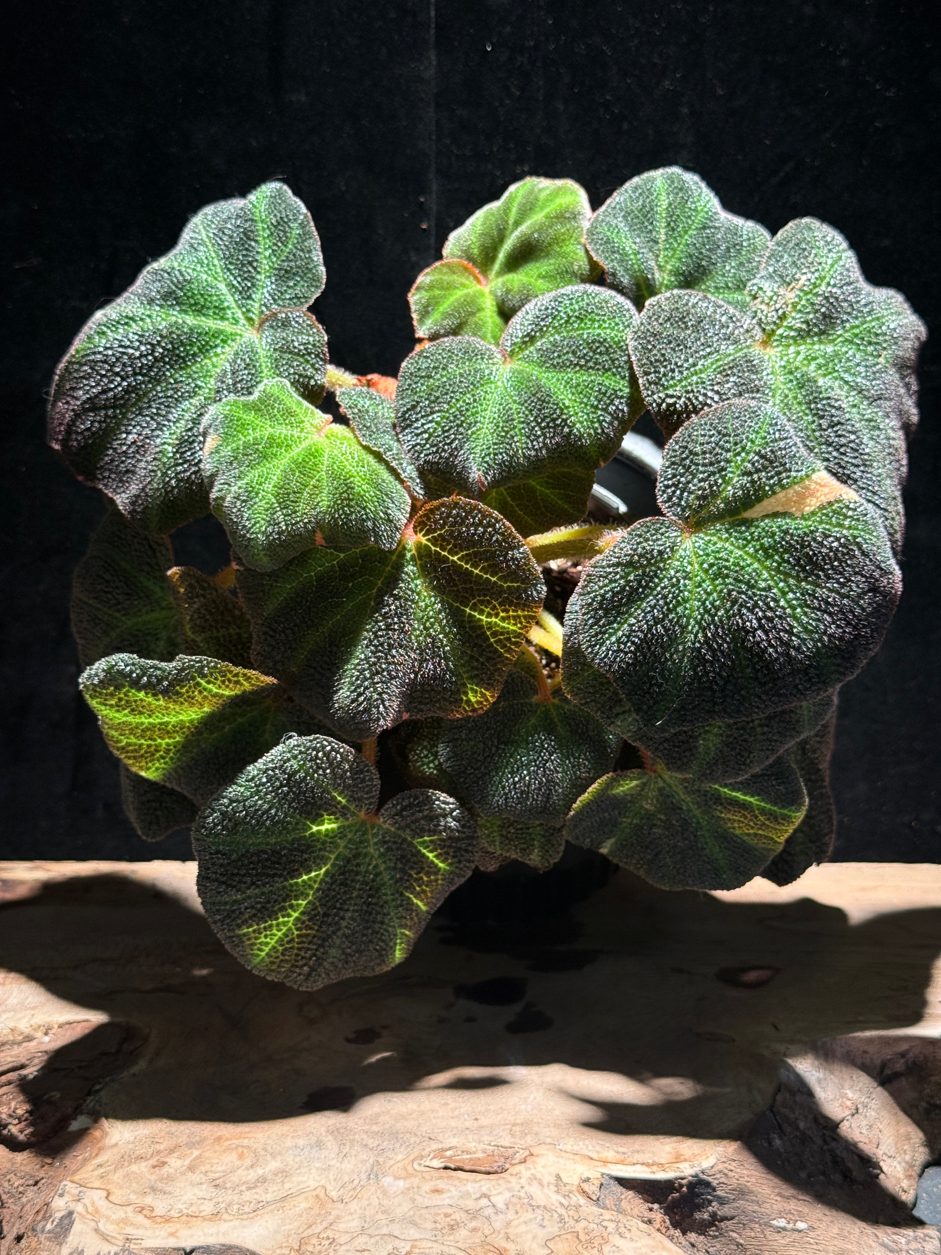 Begonia Soli-mutata PINK