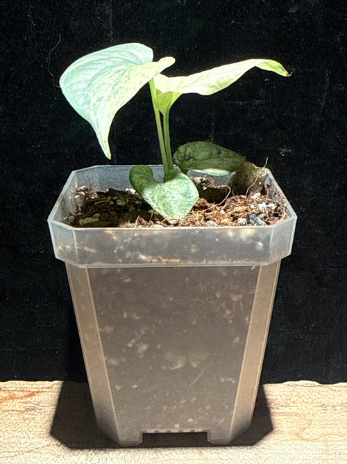 Amydrium medium variegated – Fenestrated Climber