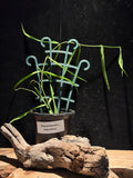 Hoya pandurata × angustifolia | Rare Strappy-Leaf Hoya