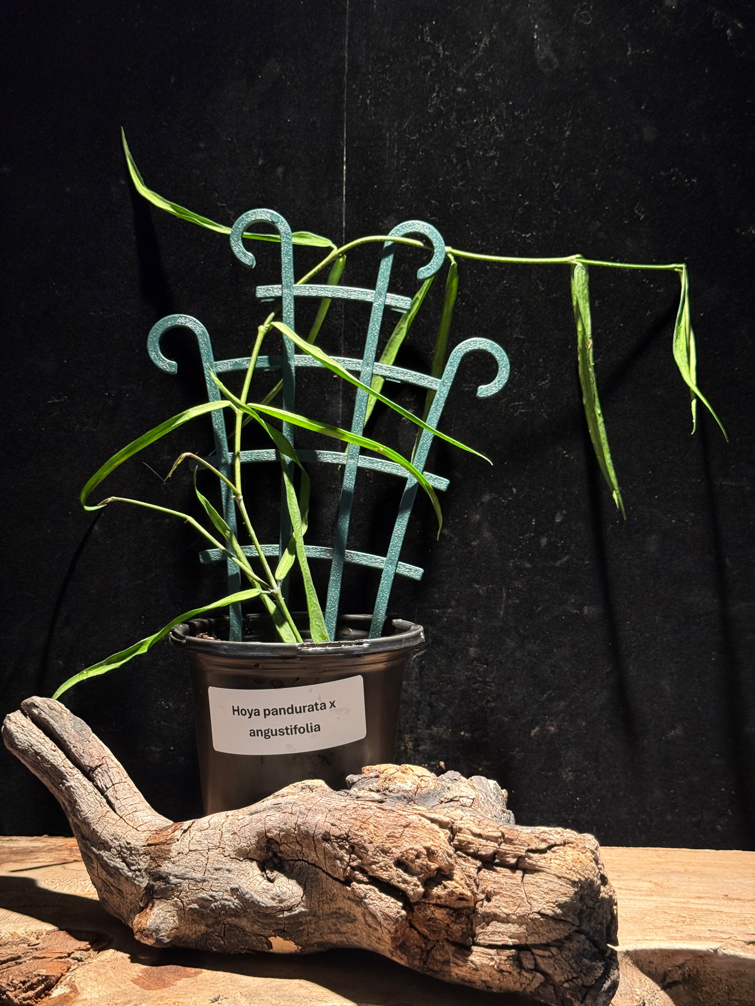 Hoya pandurata × angustifolia | Rare Strappy-Leaf Hoya