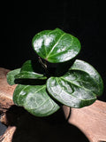 Hoya latifolia ‘Sarawack’