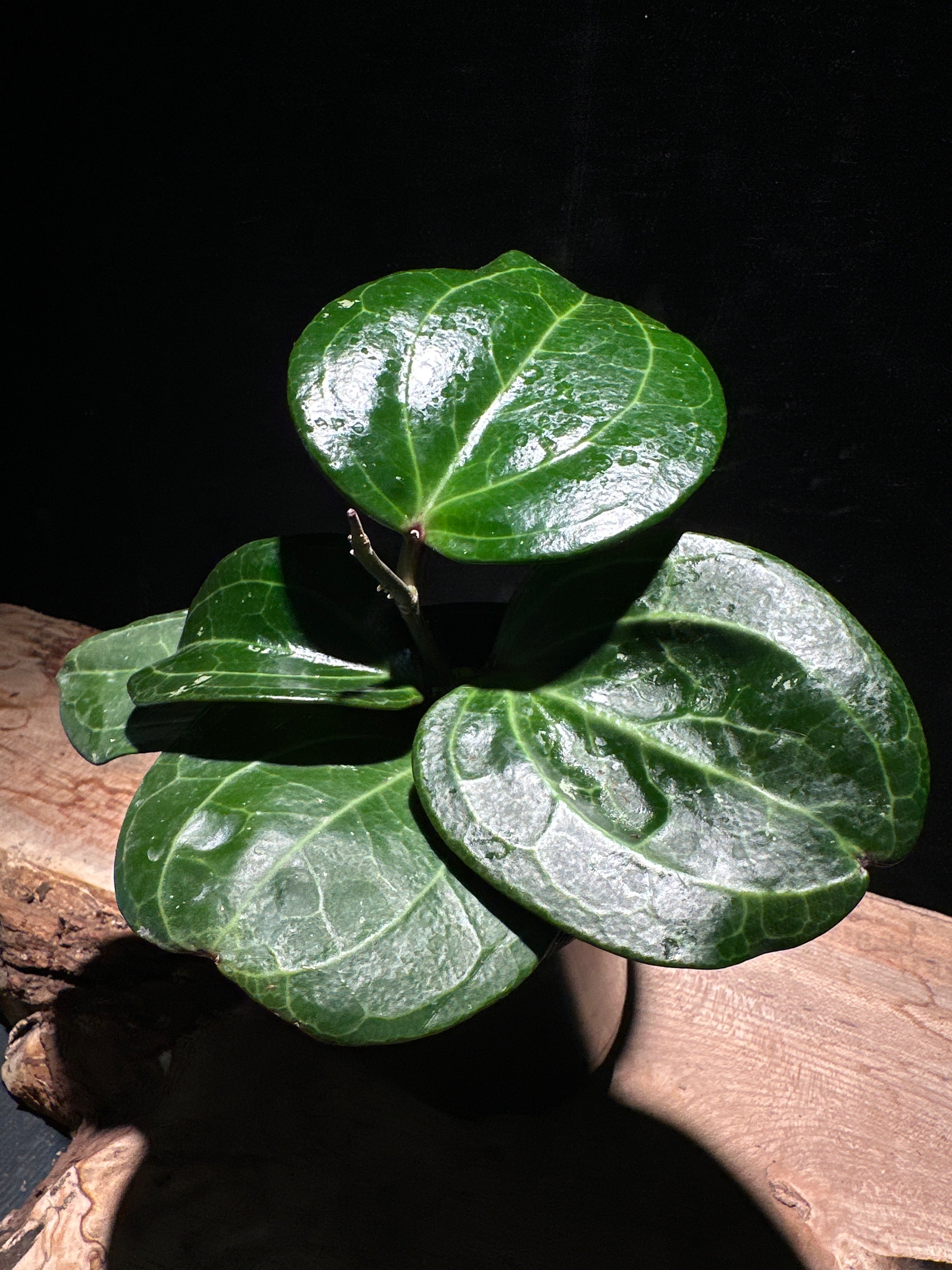 Hoya latifolia ‘Sarawack’