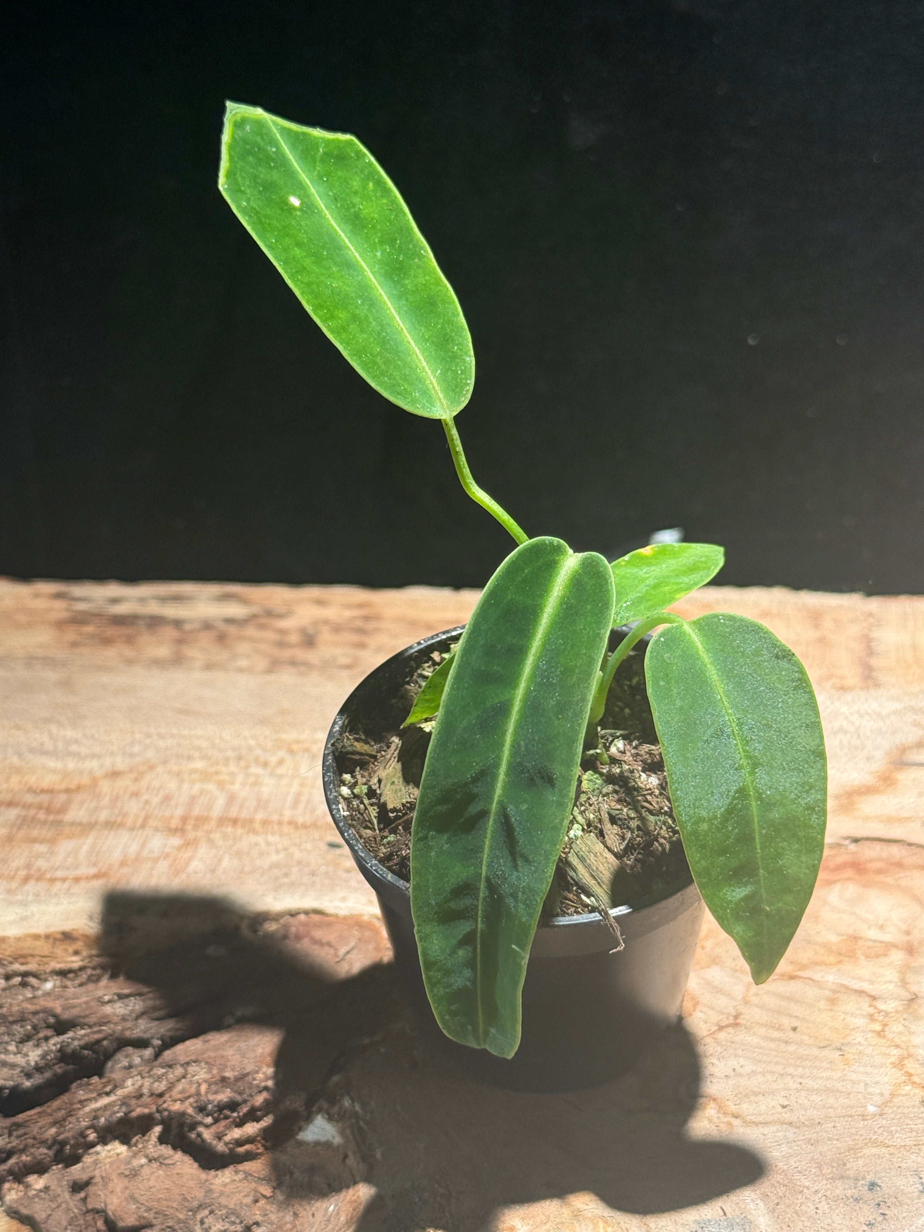 Anthurium warocqueanum “Queen Anthurium”