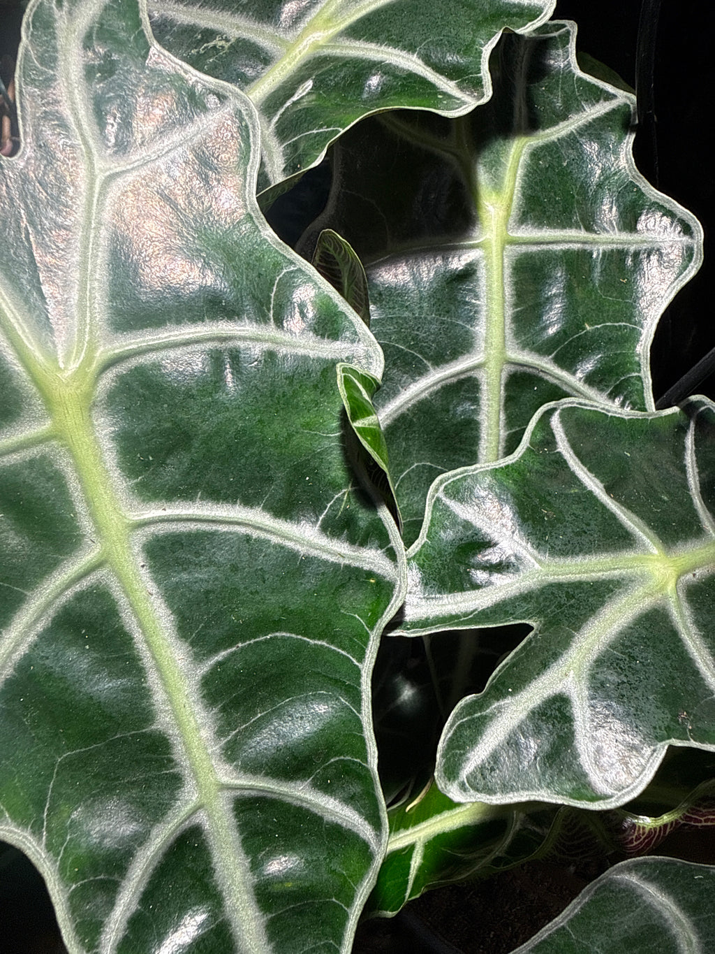 Alocasia Polly (African Mask Plant) – Striking Tropical Houseplant