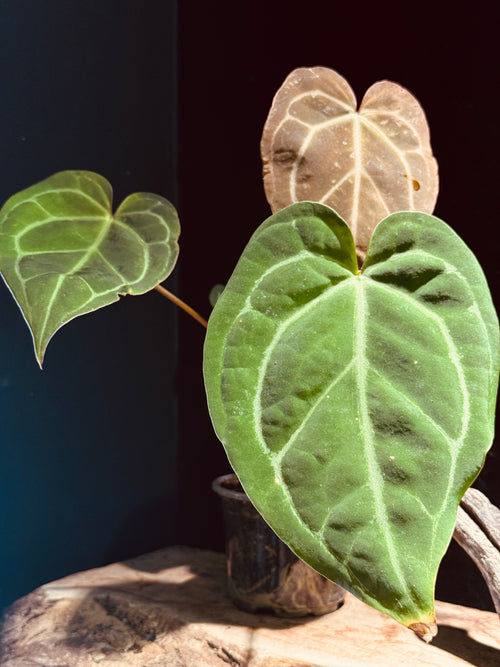 Anthurium ‘Tiger Red’ Seed Grown Hybrid